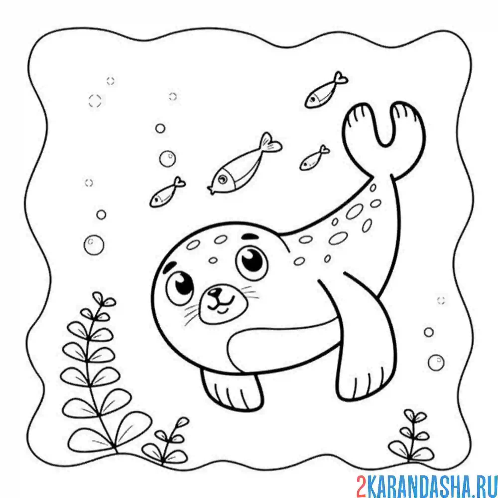 Раскраска морской котик на дне