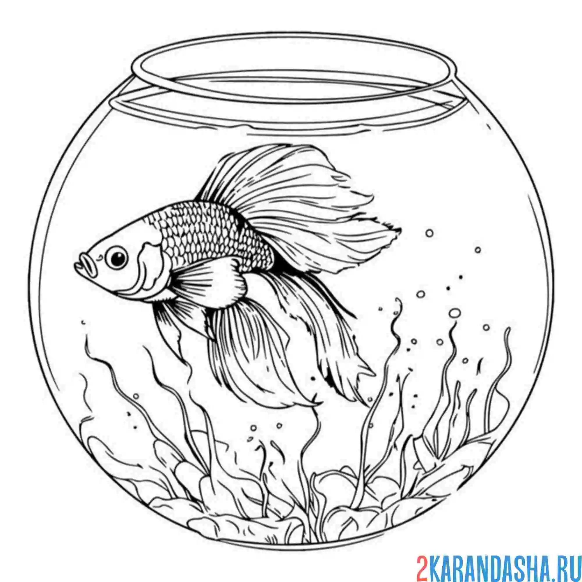 Раскраска золотая рыбка плавает в аквариуме