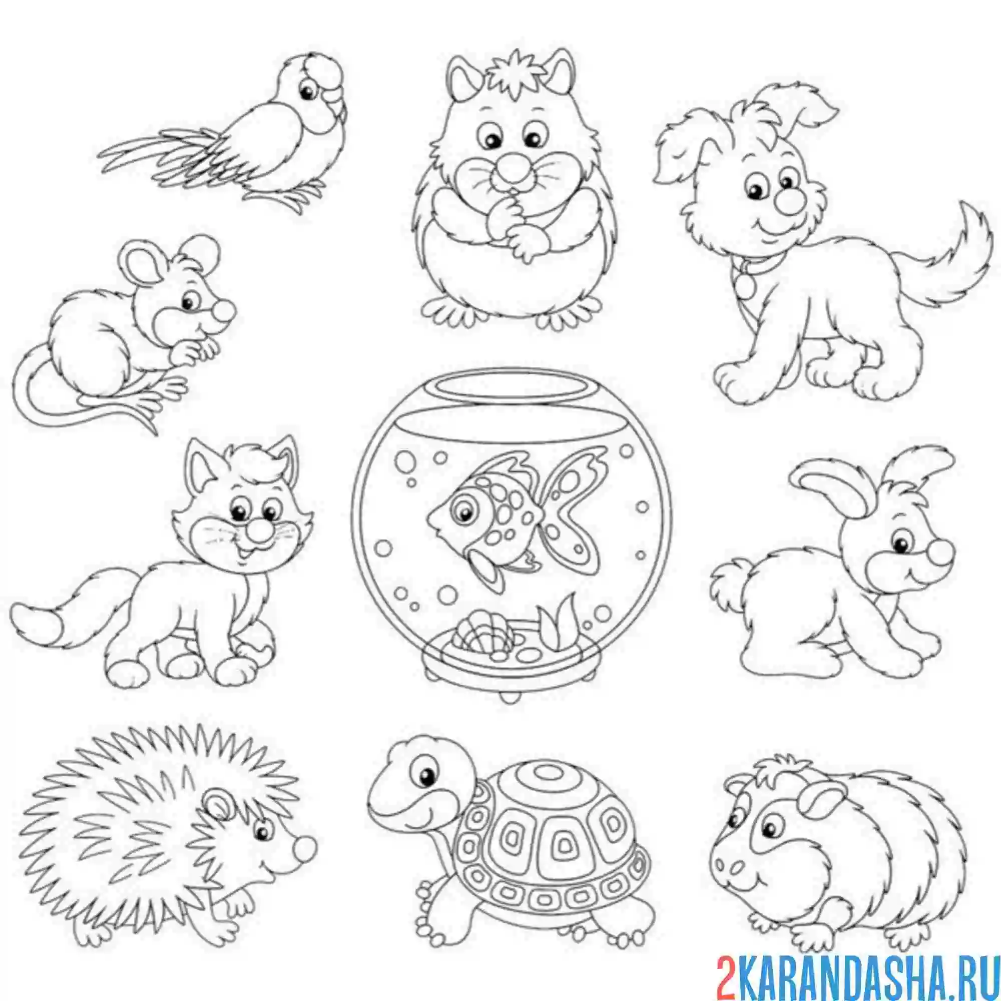 Раскраска домашние животные и аквариум