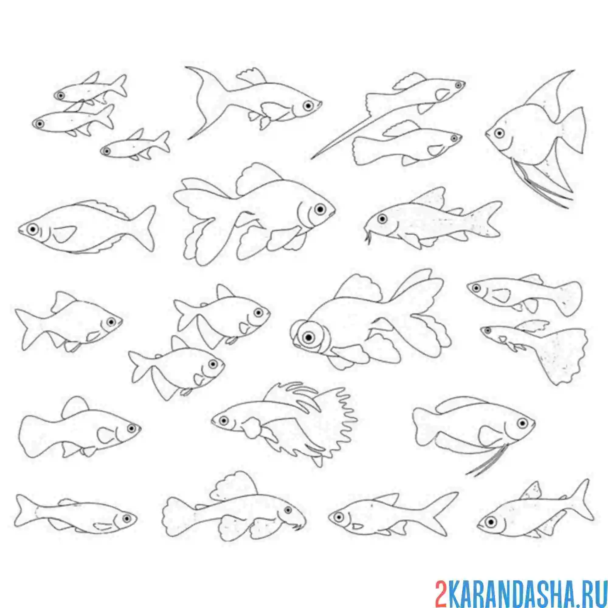 Раскраска много разных рыб