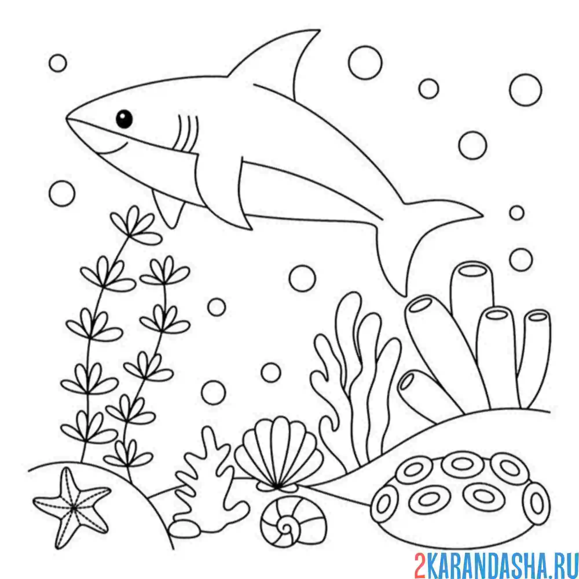 Раскраска акула с улыбкой