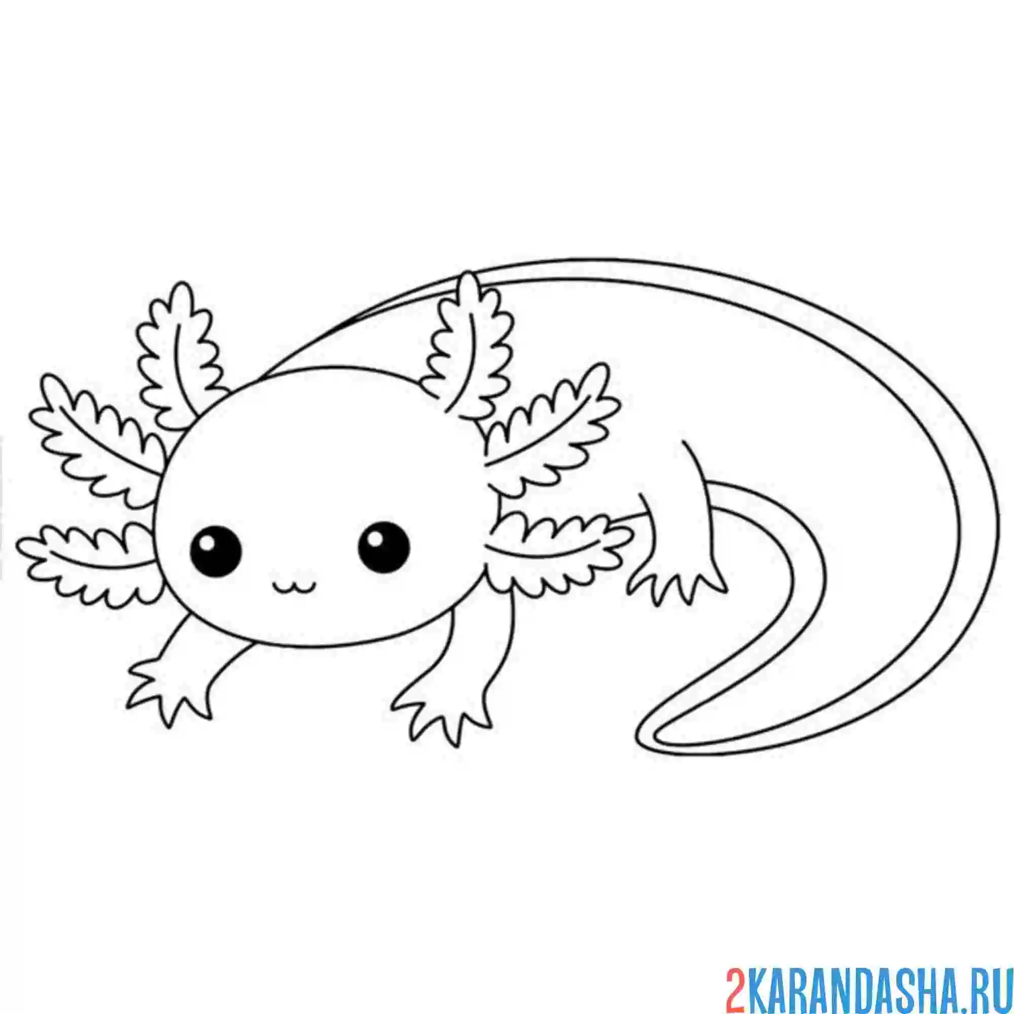 Раскраска аксолотль малыш