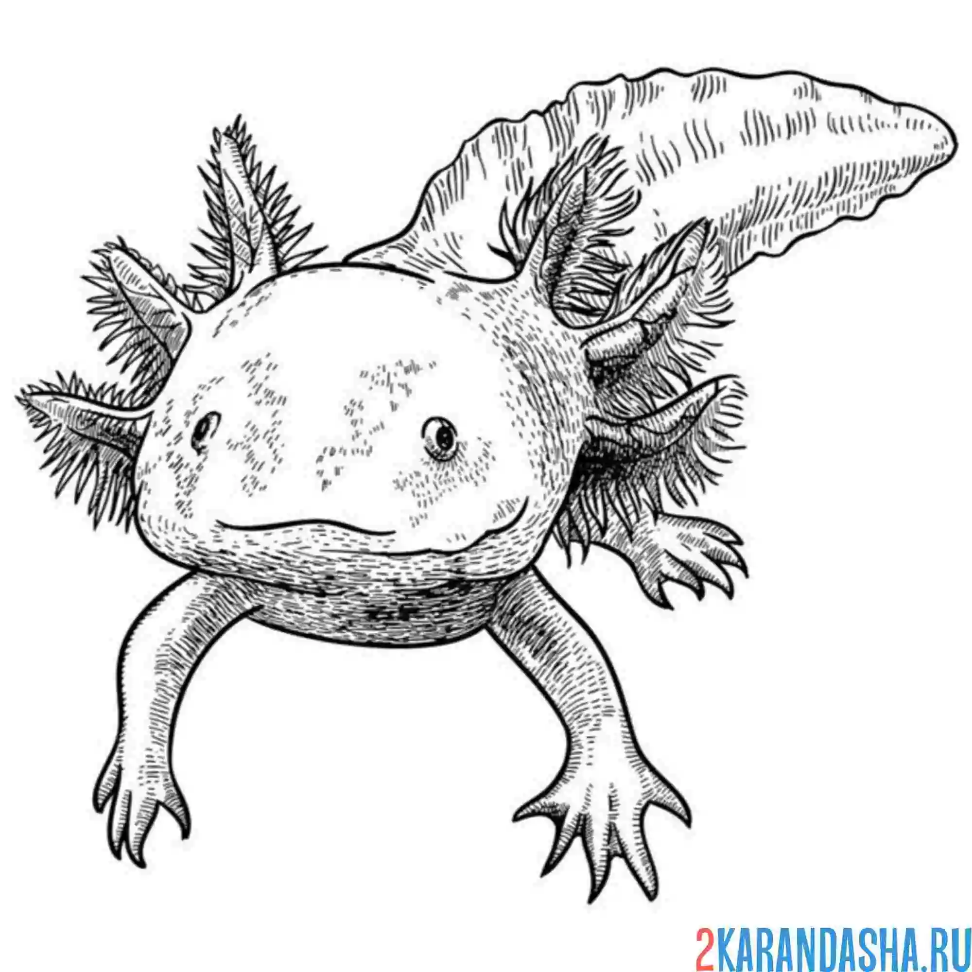 Раскраска аксолотль фото