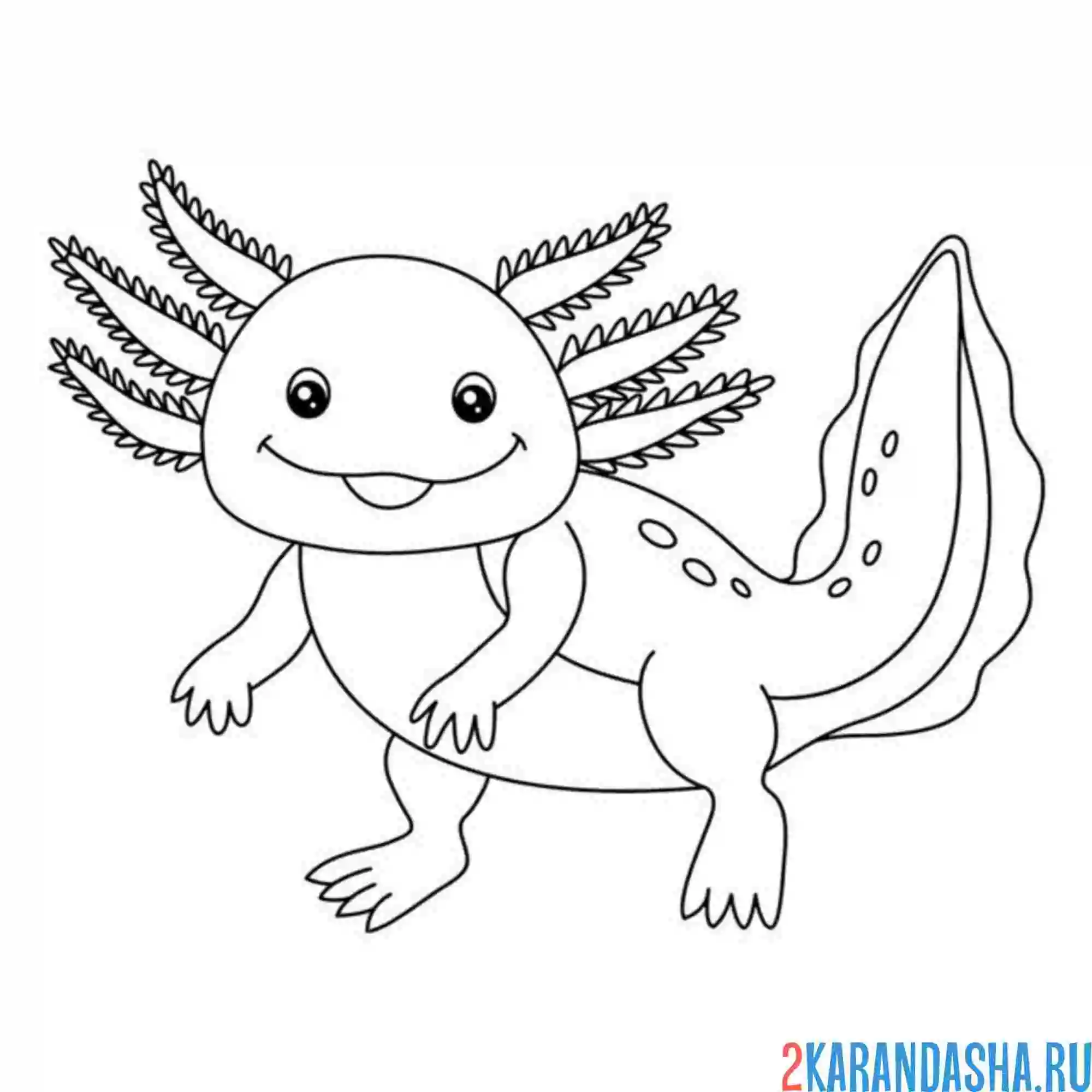 Раскраска розовый аксолотль