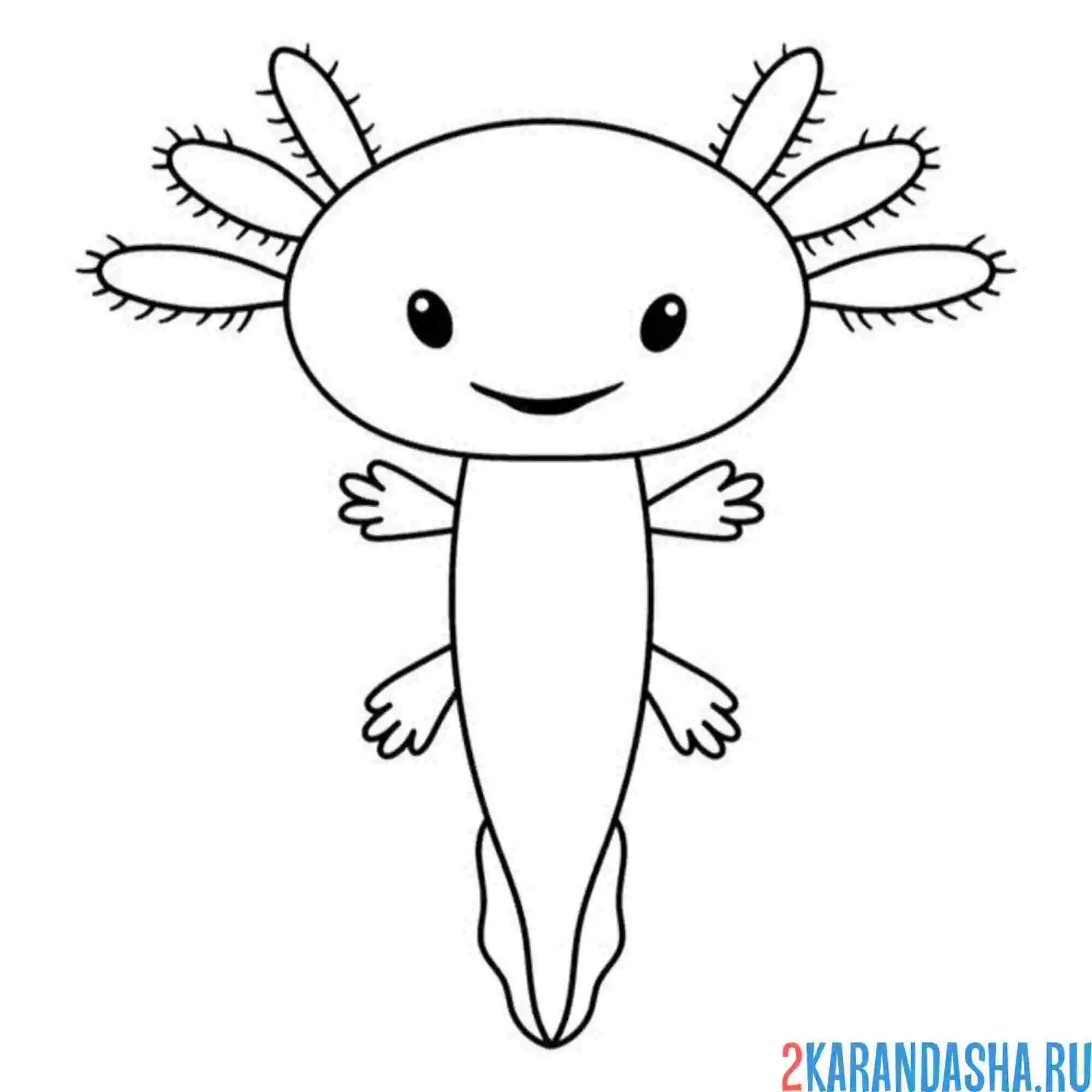 Раскраска маленький аксолотль