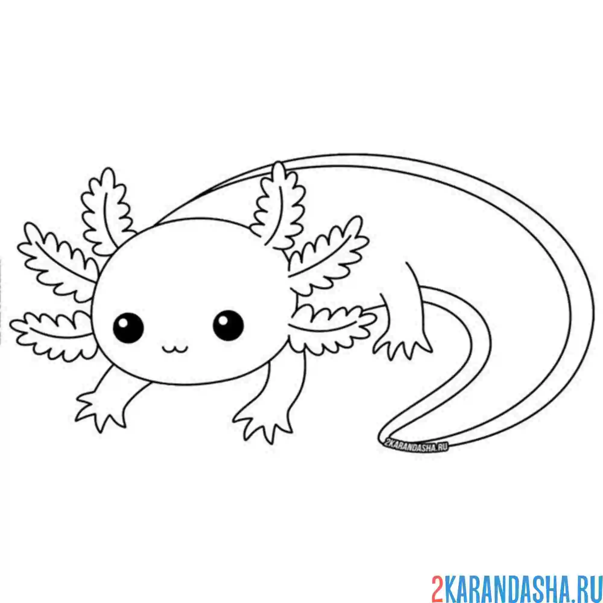 Раскраска аксолотль цветной