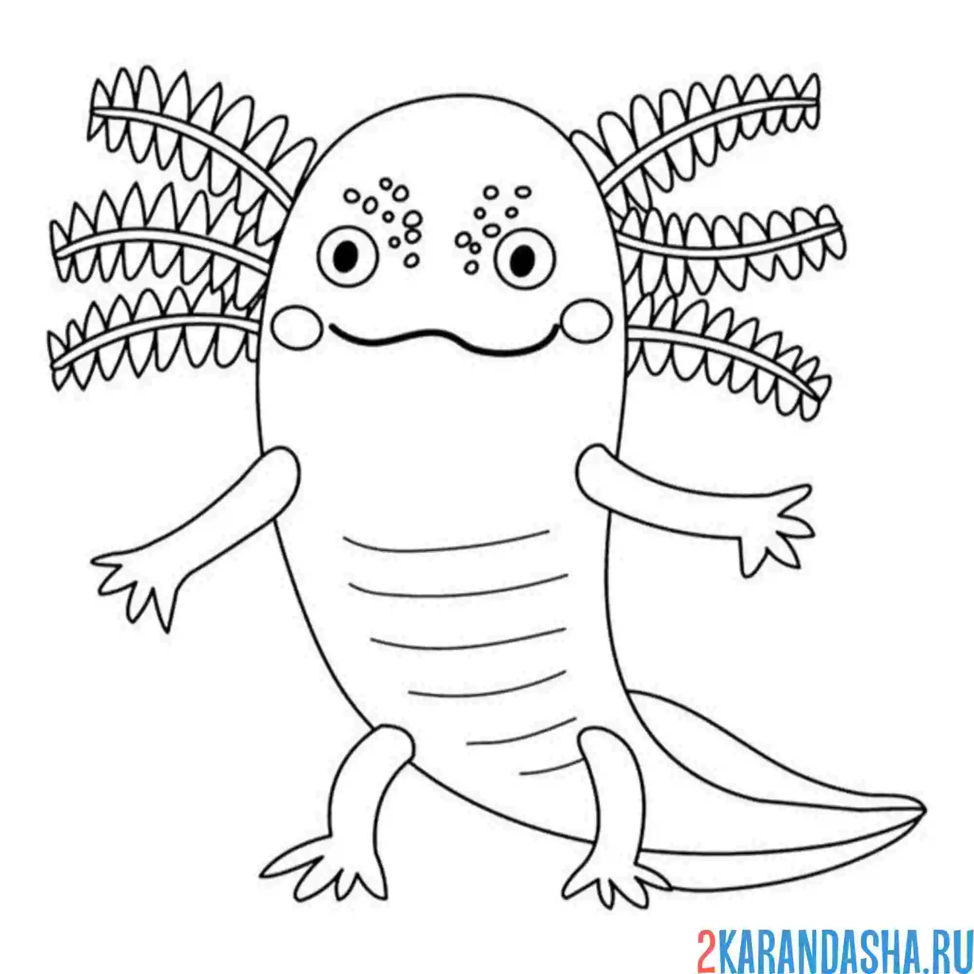 Раскраска аксолотль иллюстрация