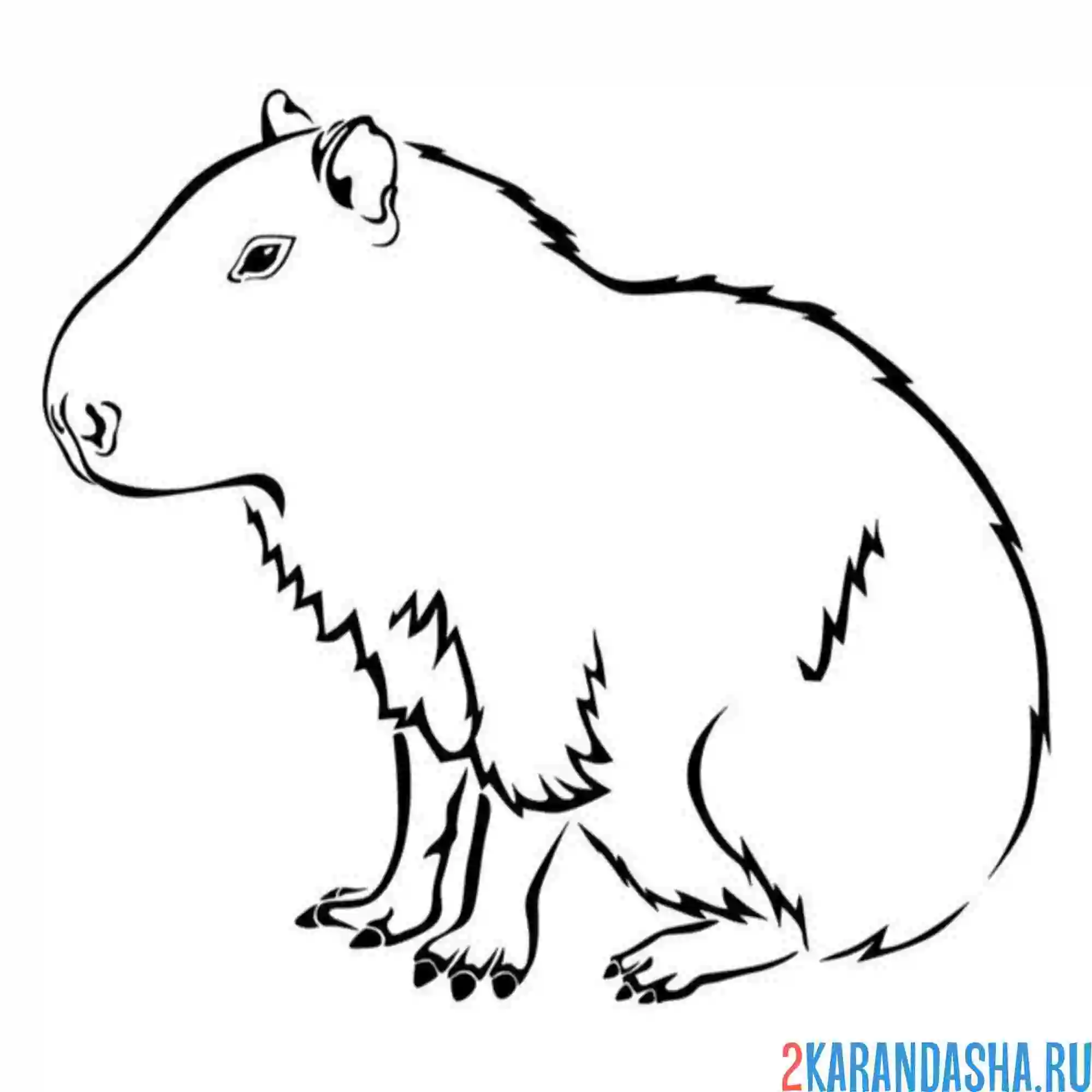 Раскраска капибара фото