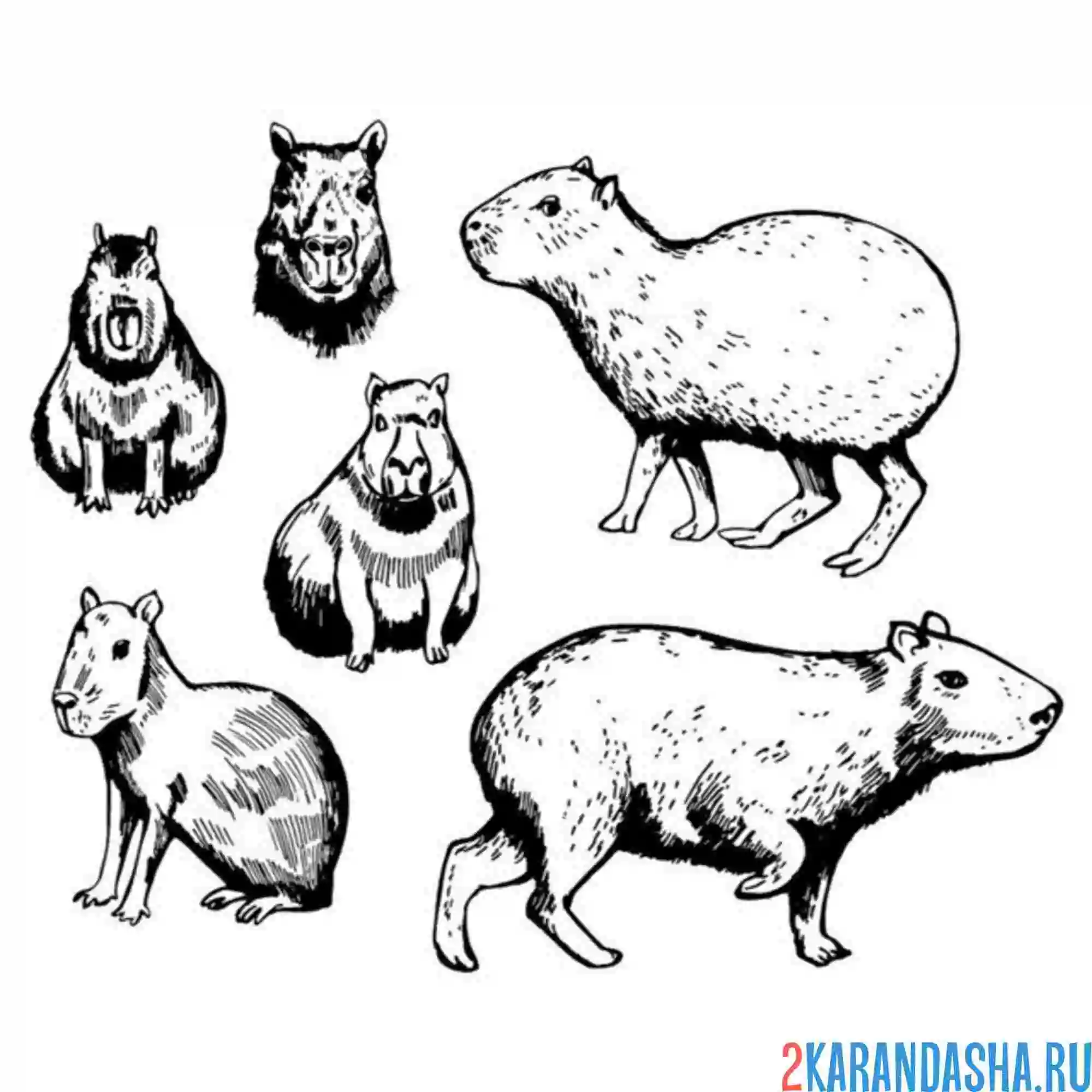 Раскраска капибара разные позы