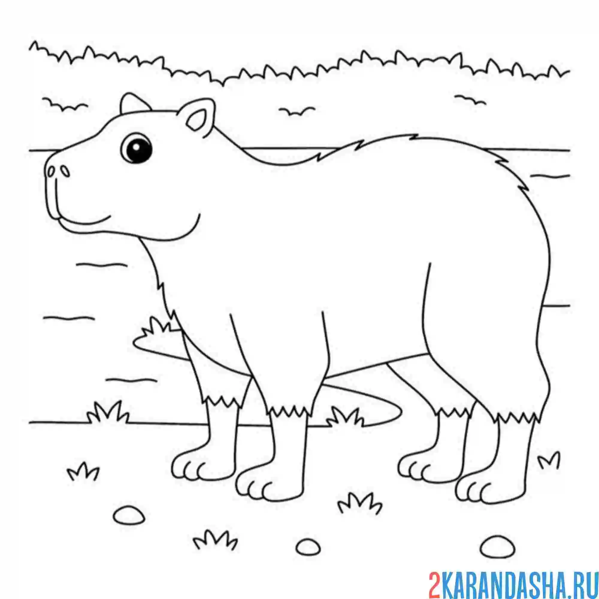 Раскраска капибара в поле