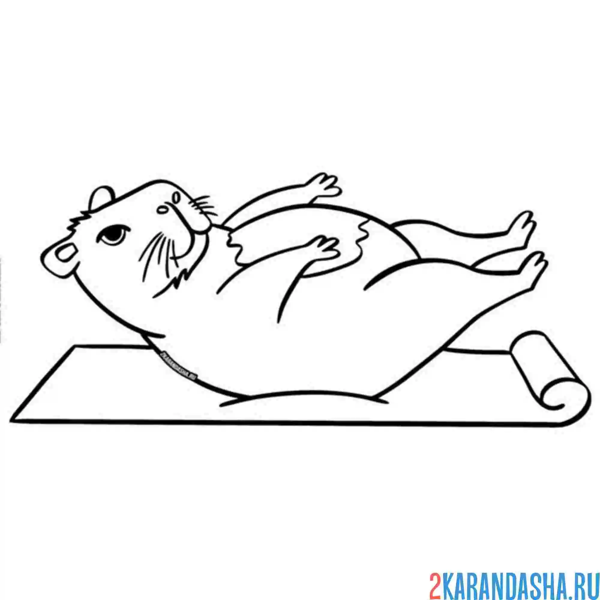 Раскраска капибара и йога