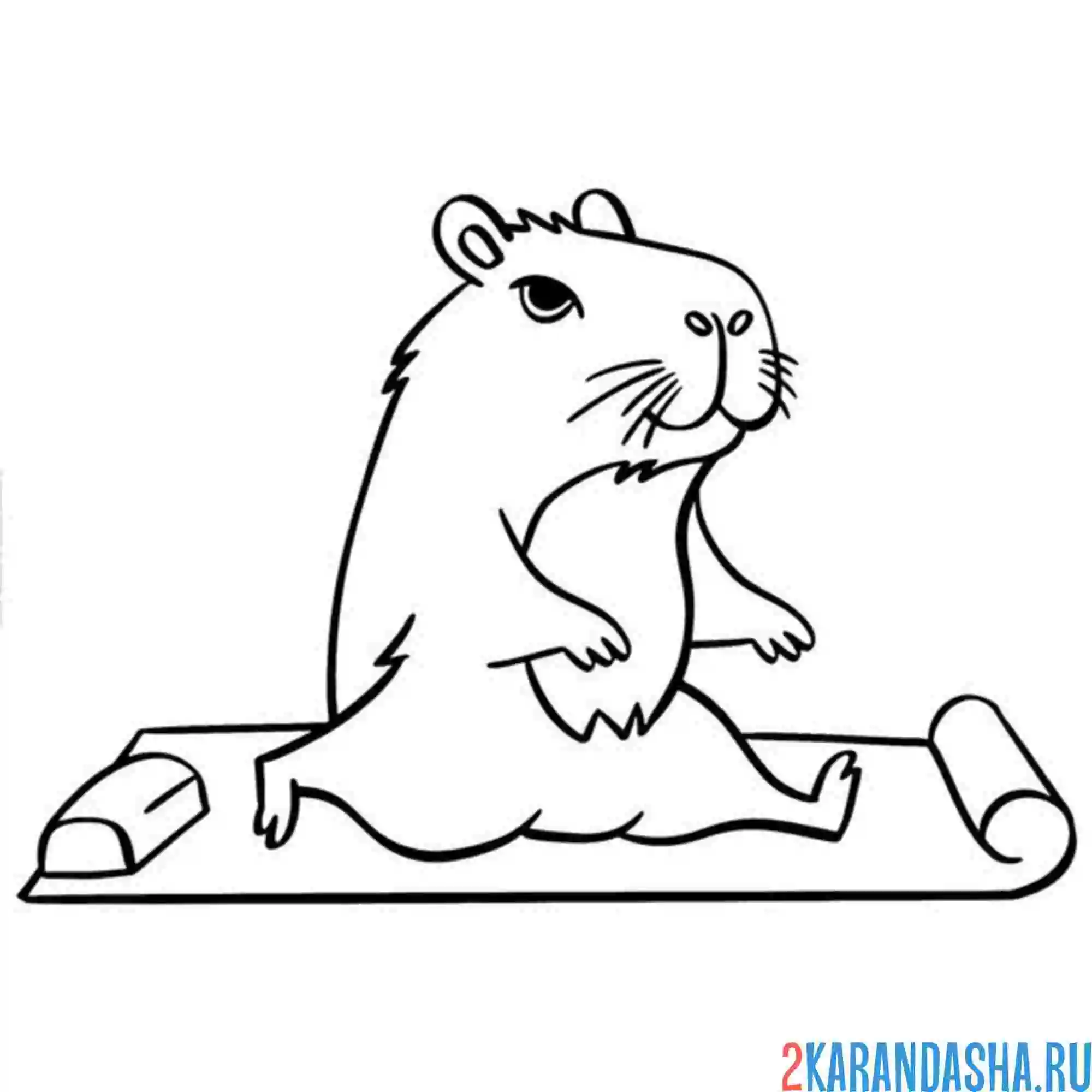 Раскраска капибара спорт