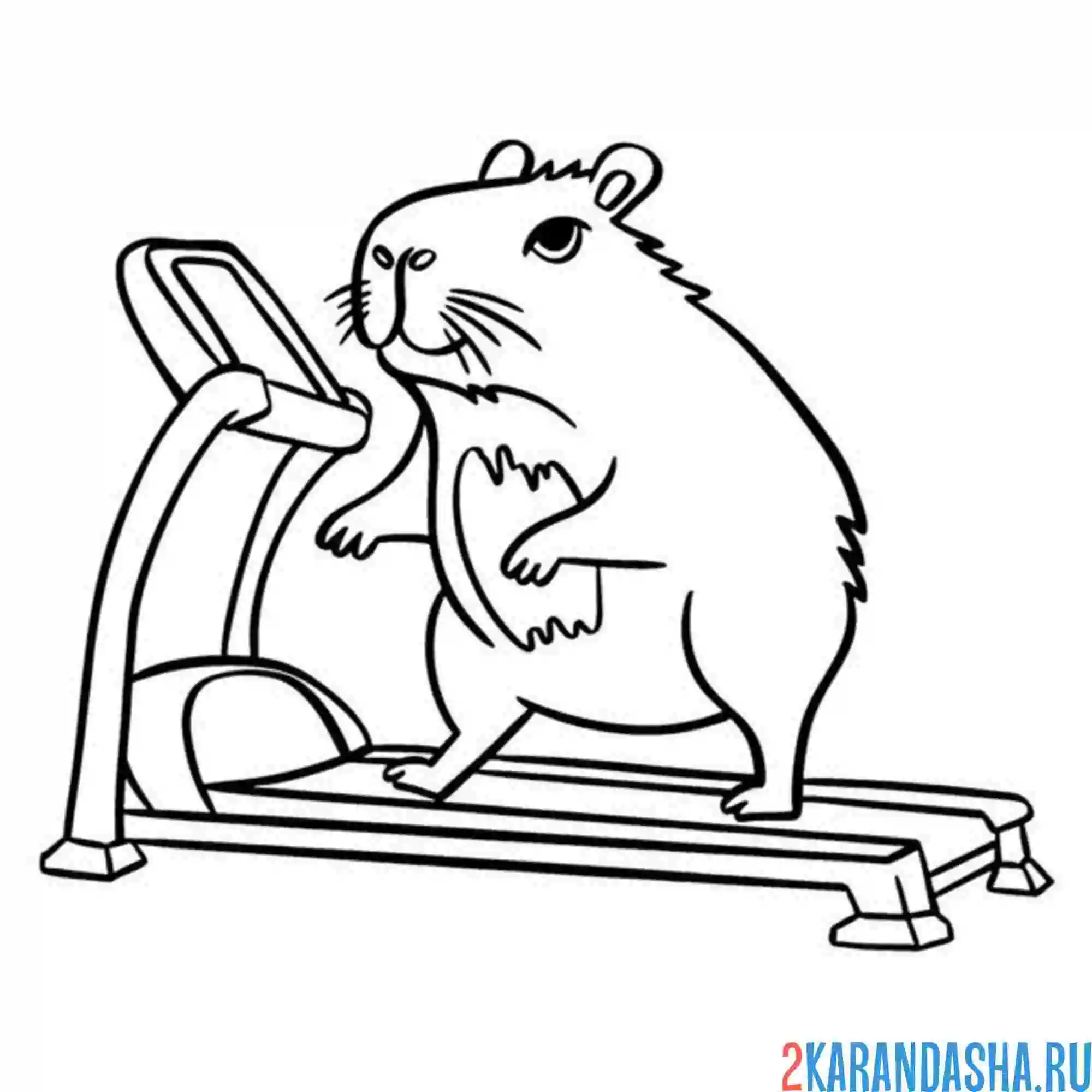 Раскраска капибара на велодорожке