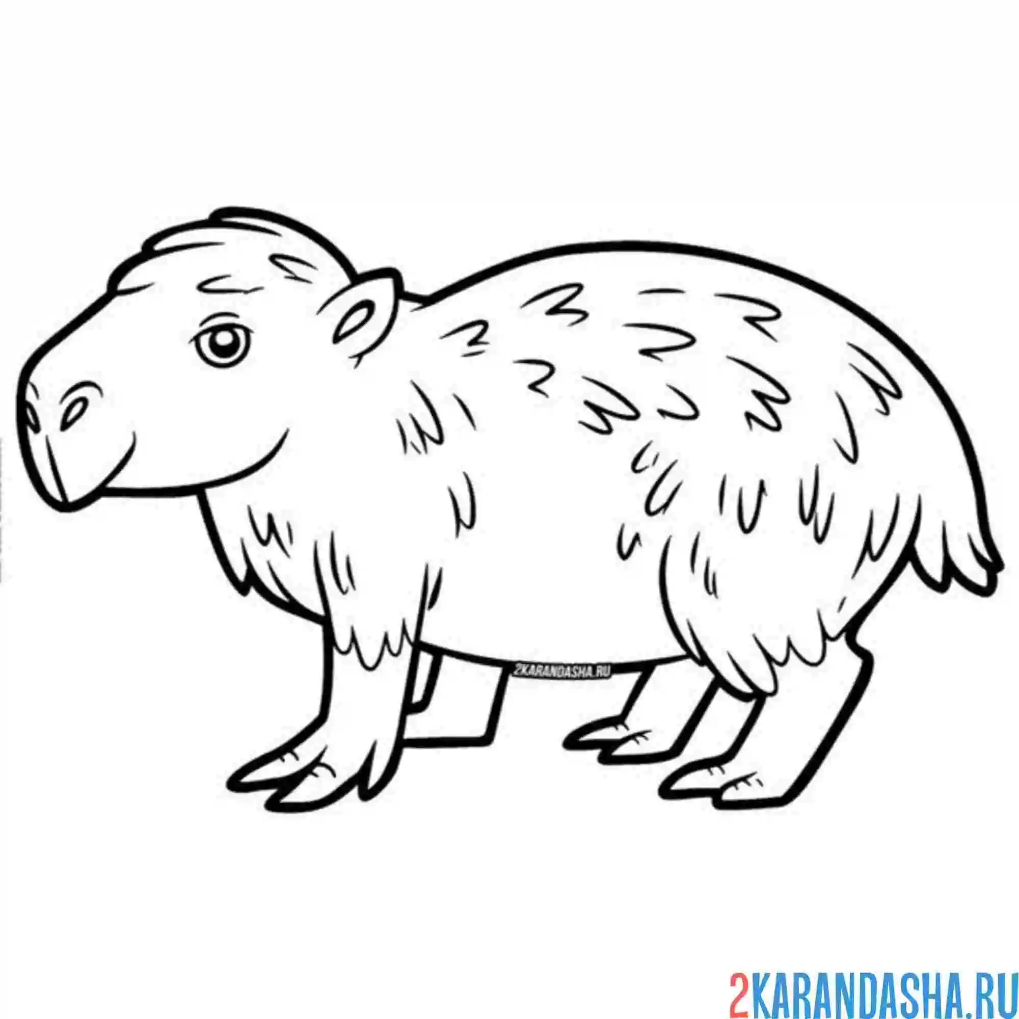 Раскраска капибара вид сбоку
