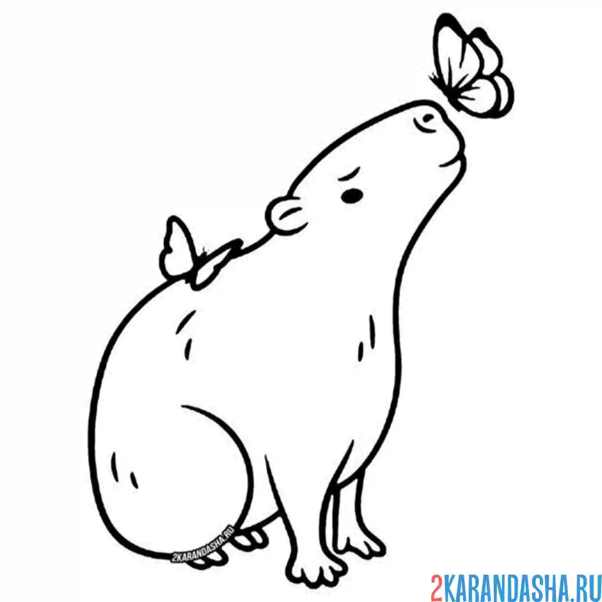 Раскраска капибара и бабочки