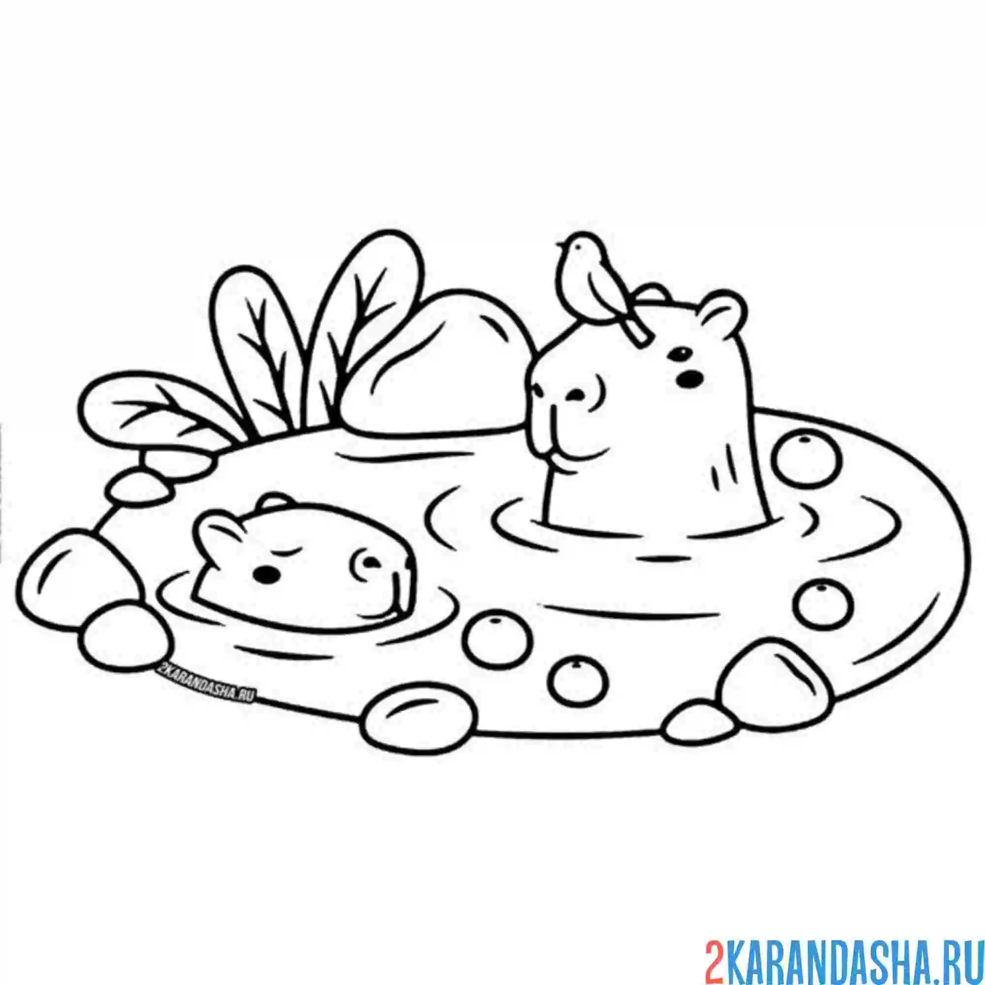Раскраска капибара в луже