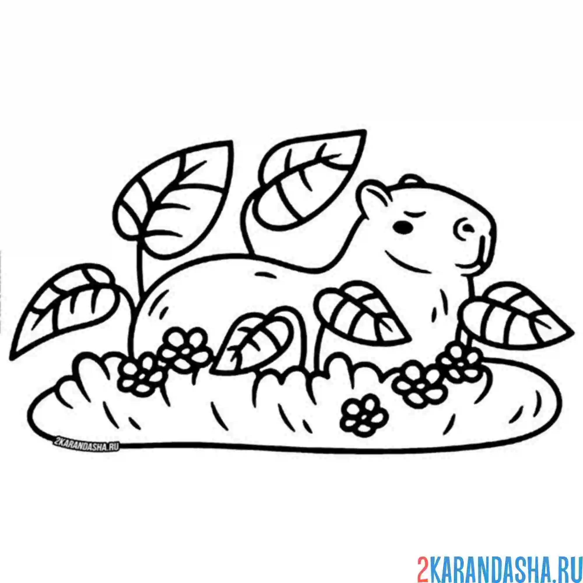 Раскраска капибара на лужайке