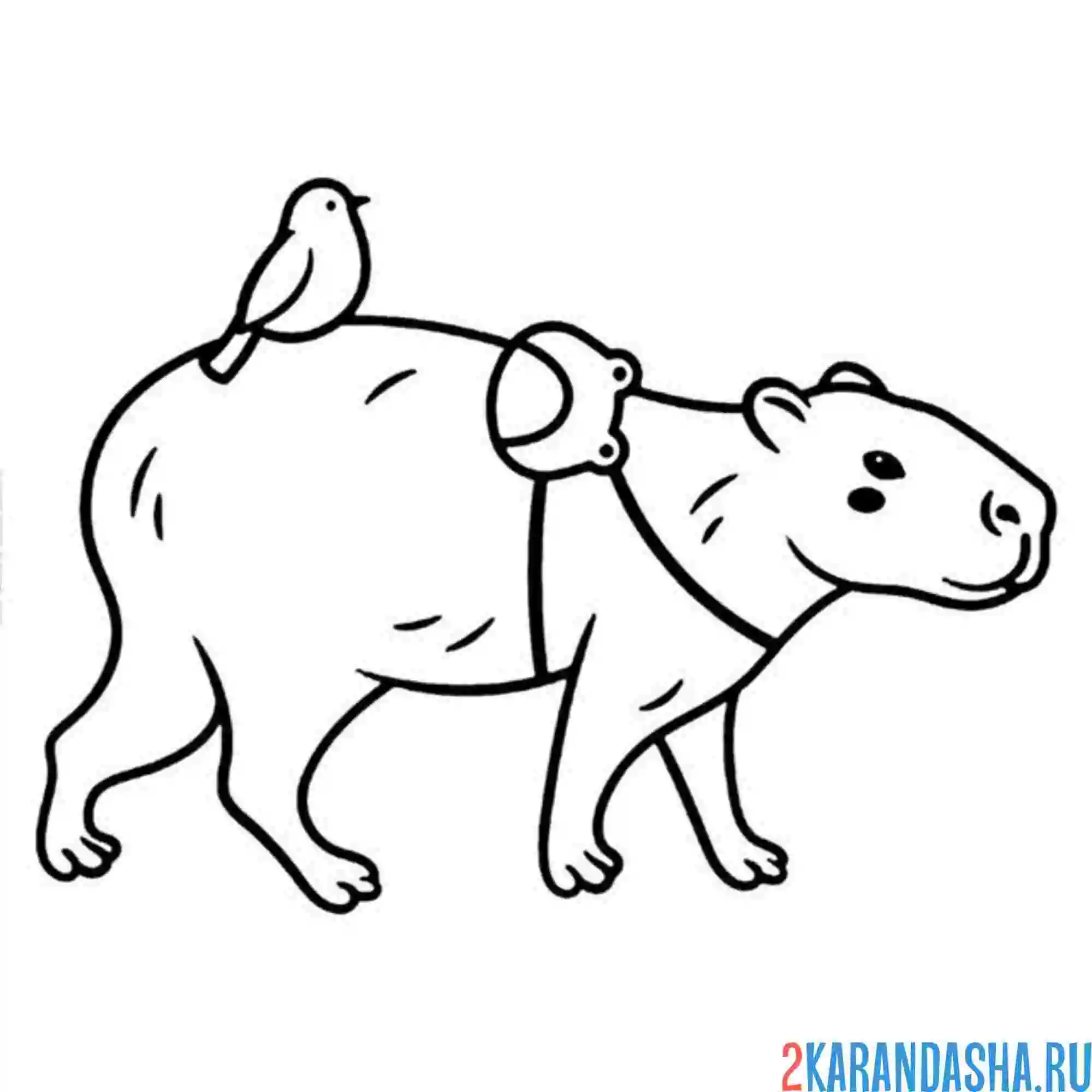 Раскраска капибара с сумкой