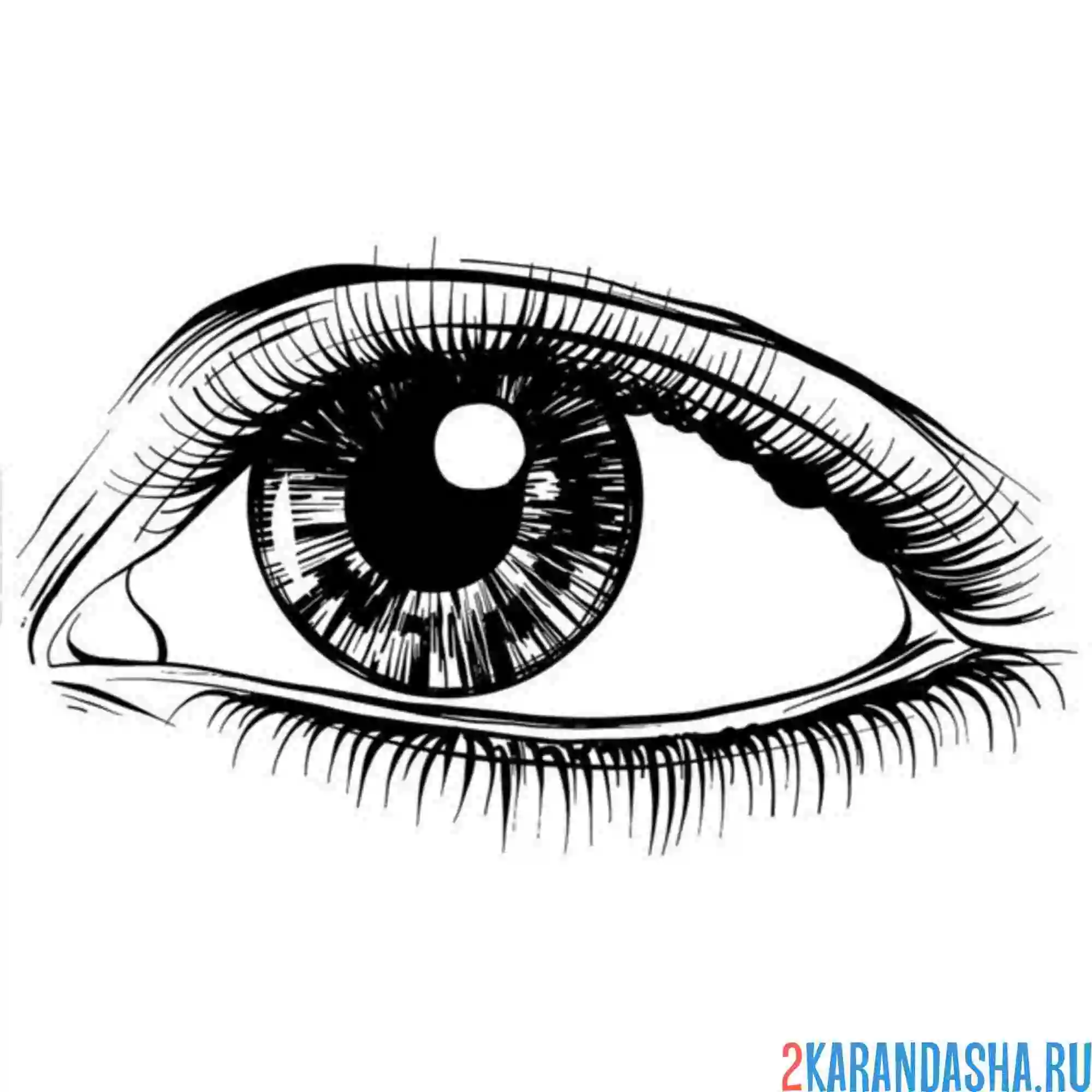 Раскраска глаз уведен