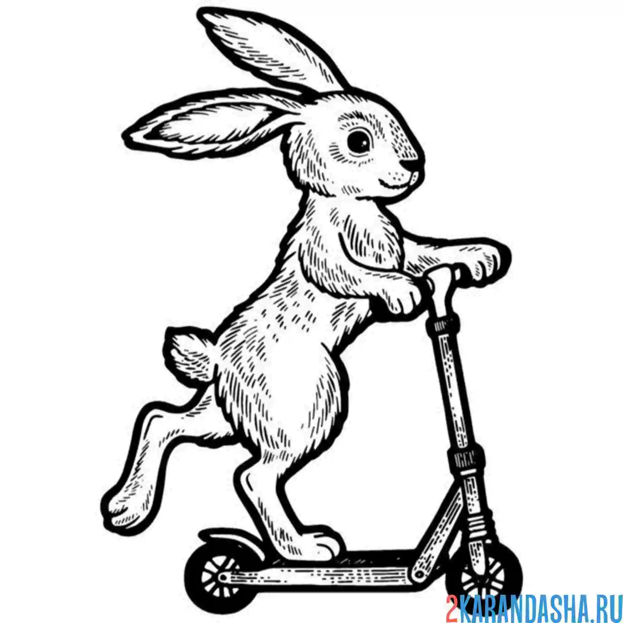 Раскраска зайчика на самокате