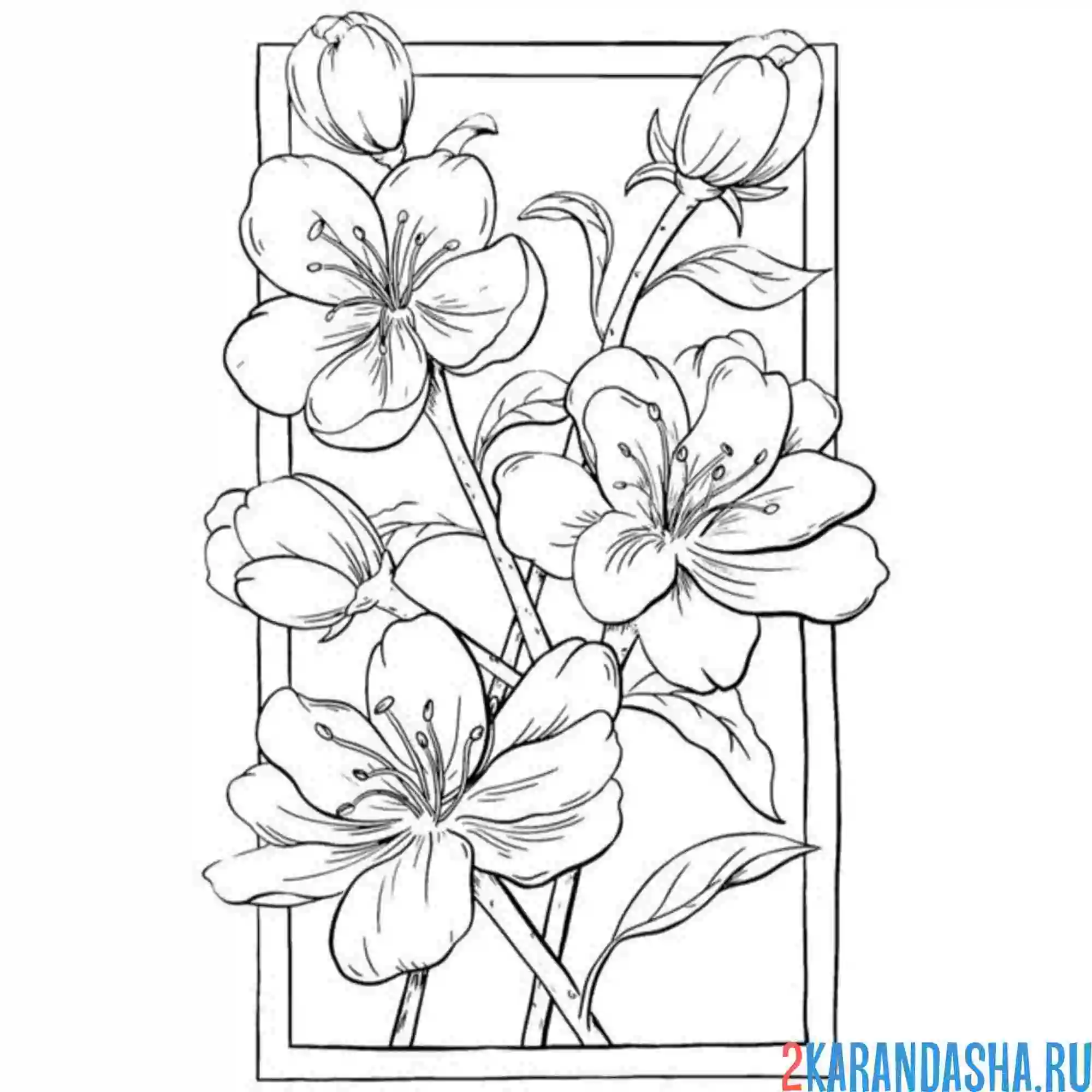Раскраска цветы и бутоны эстетика
