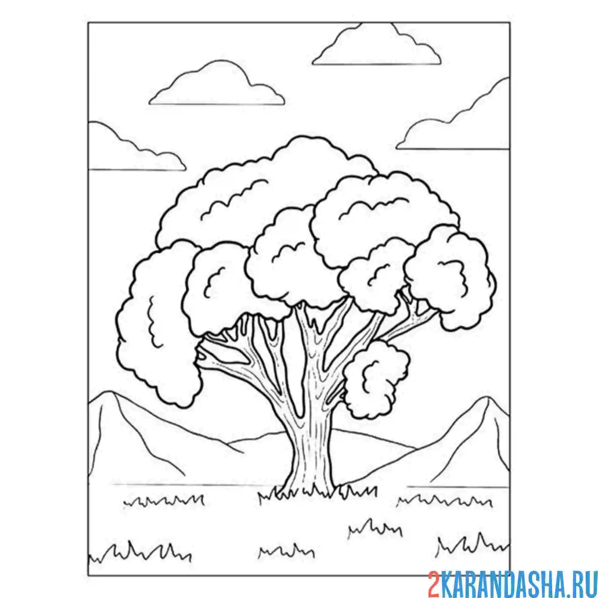 Раскраска дерево дуб