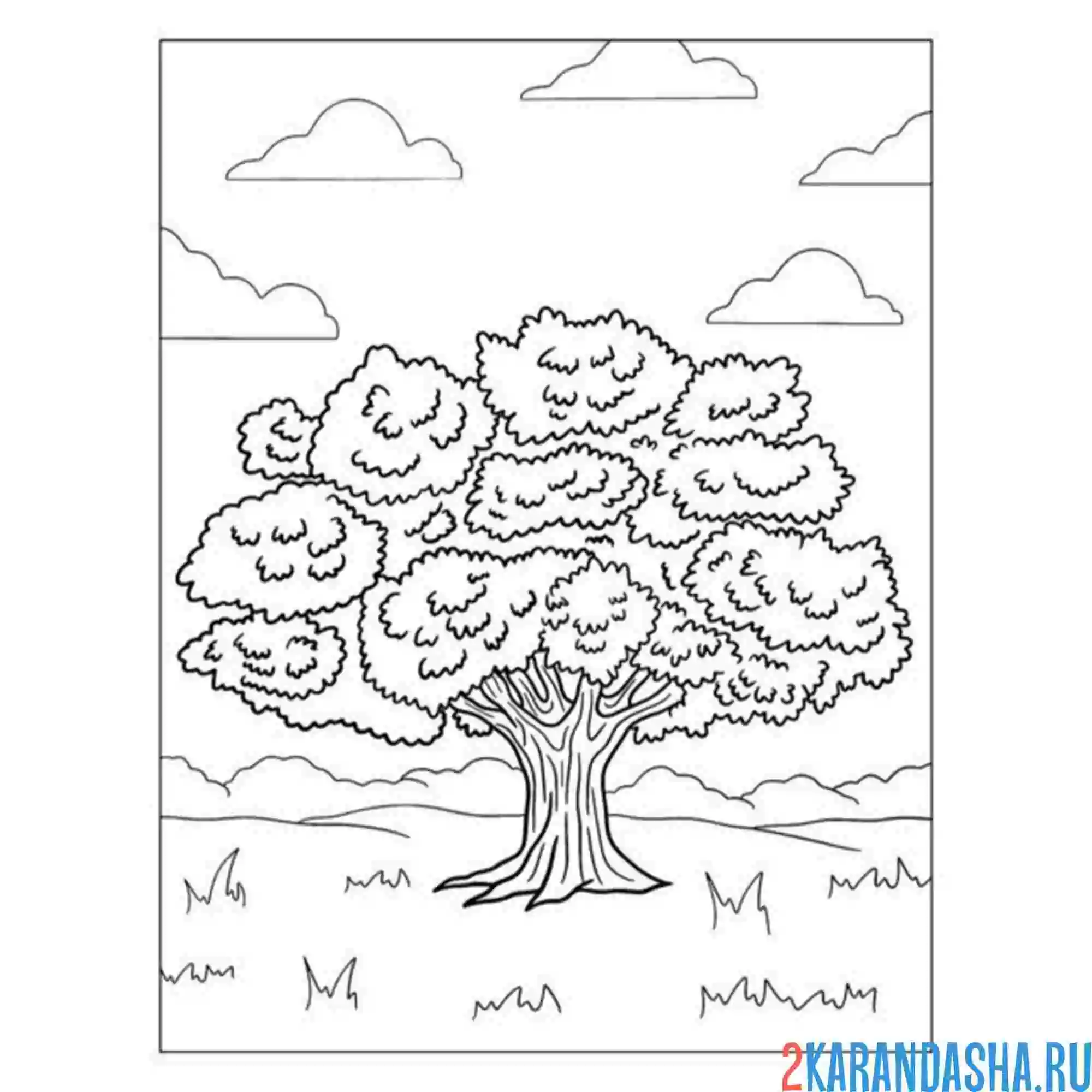 Раскраска пушистая крона дерева
