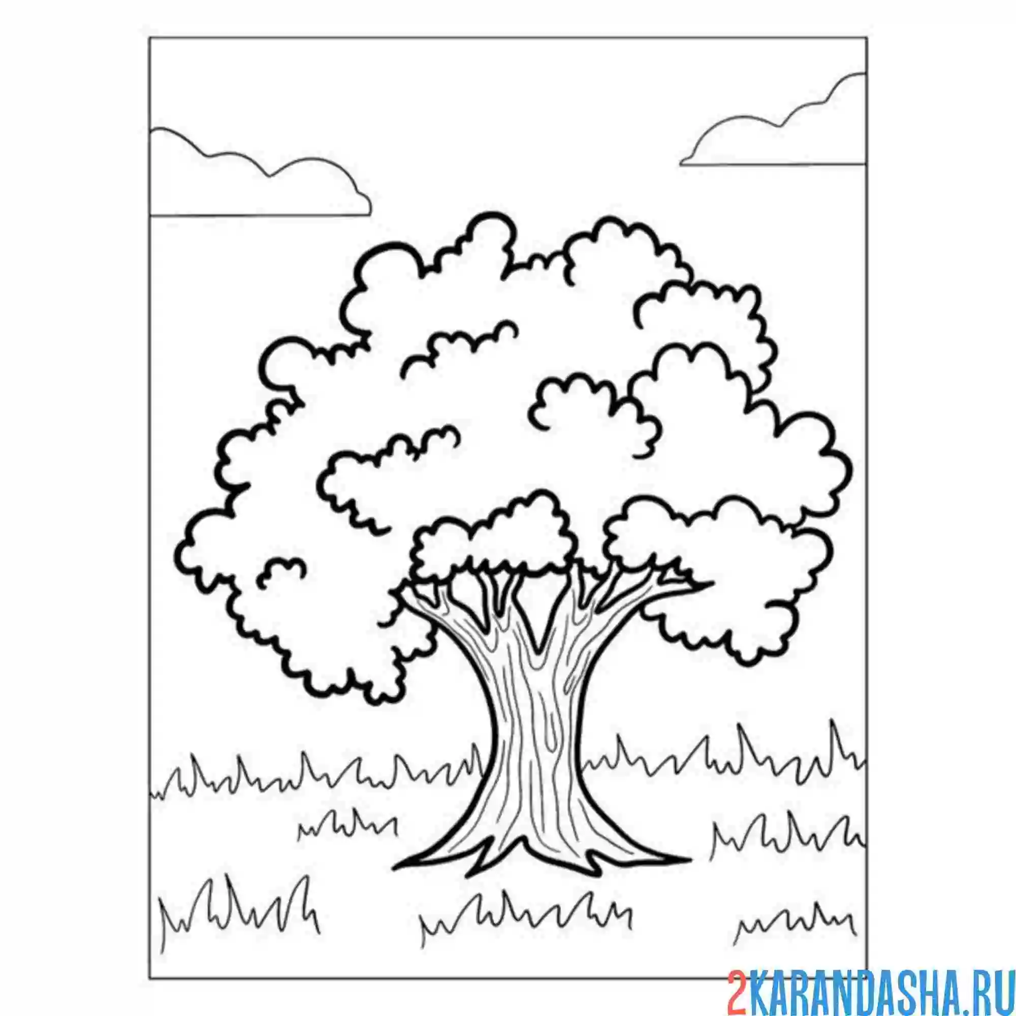 Раскраска клен дерево
