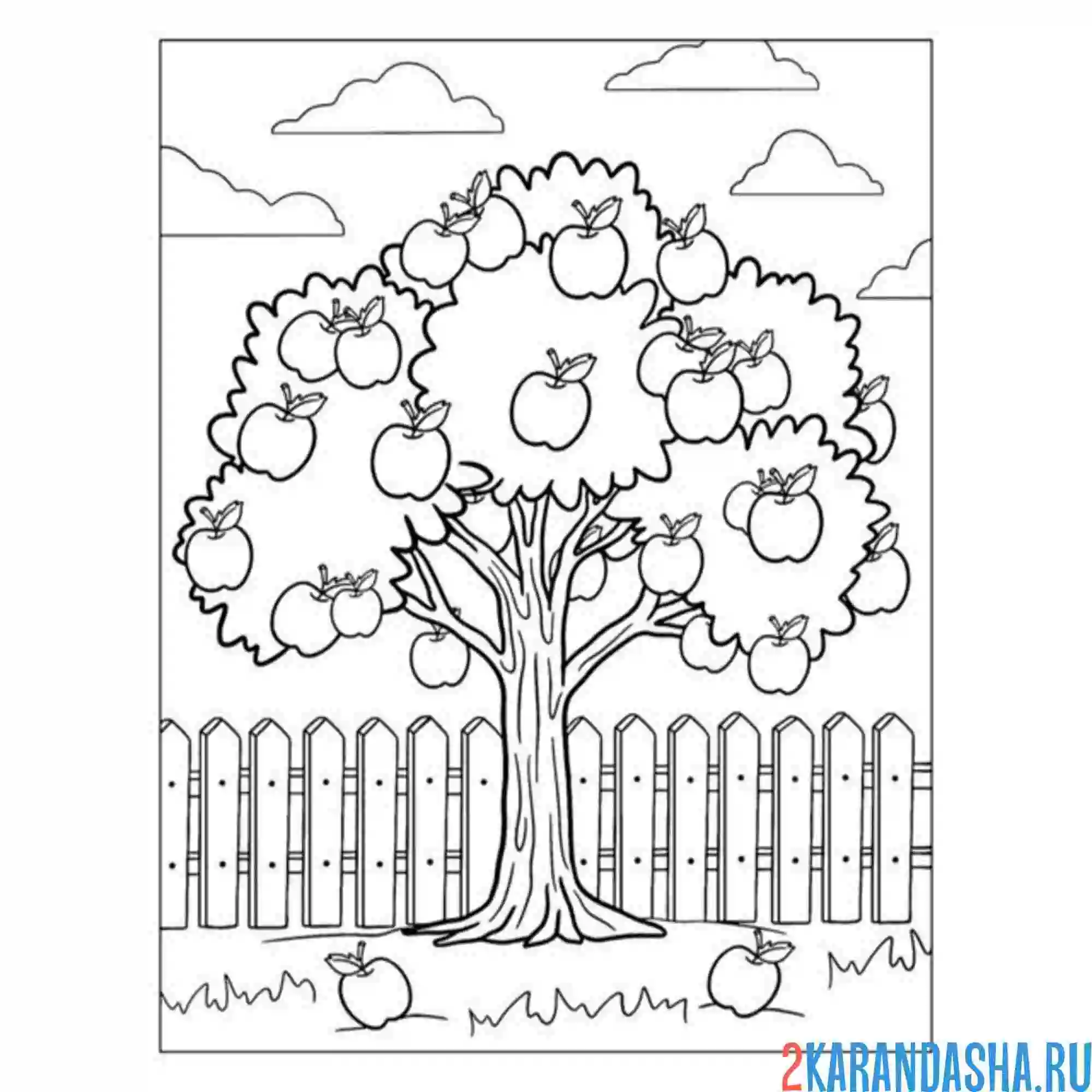 Раскраска яблоня в саду дерево