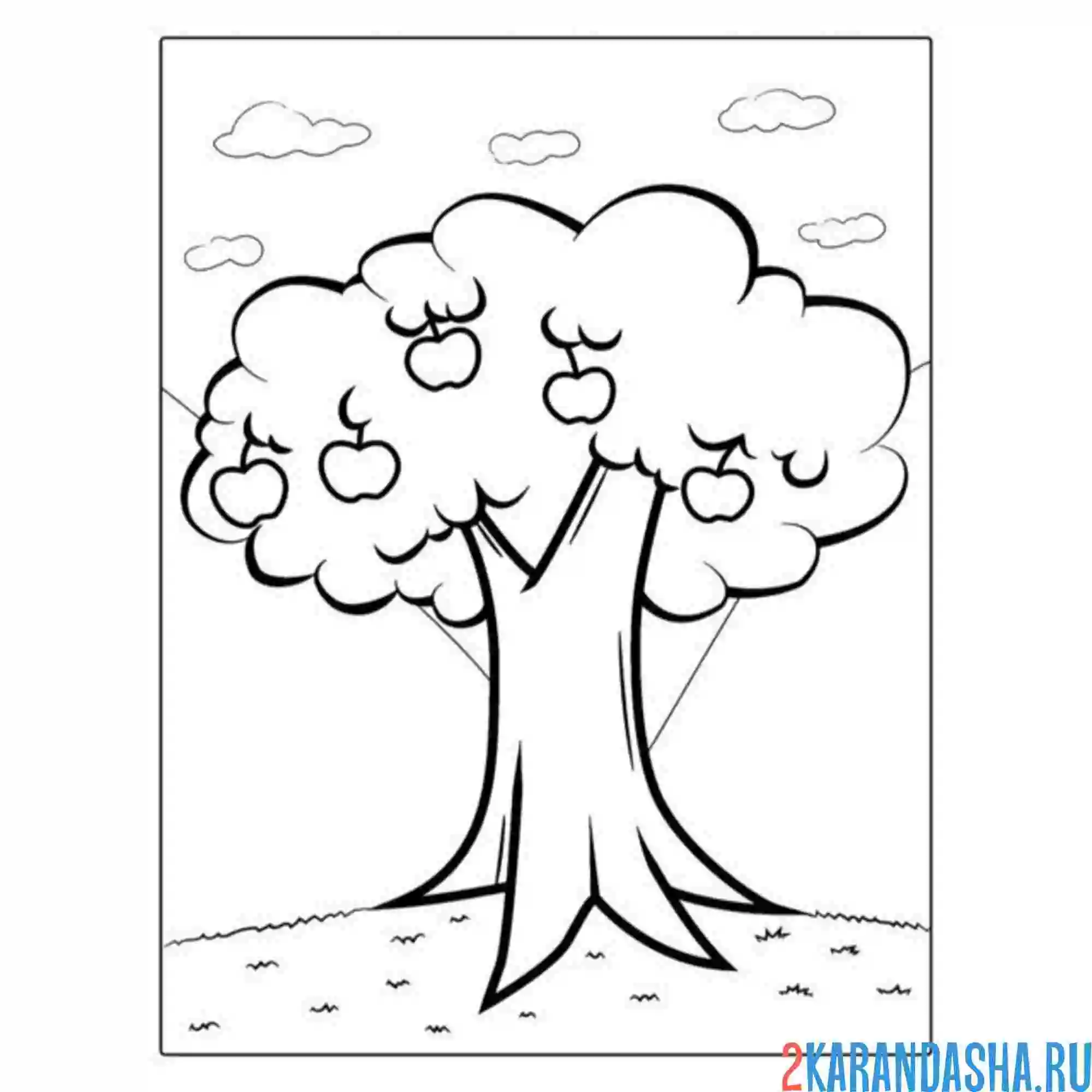 Раскраска дерево яблоня с яблоками