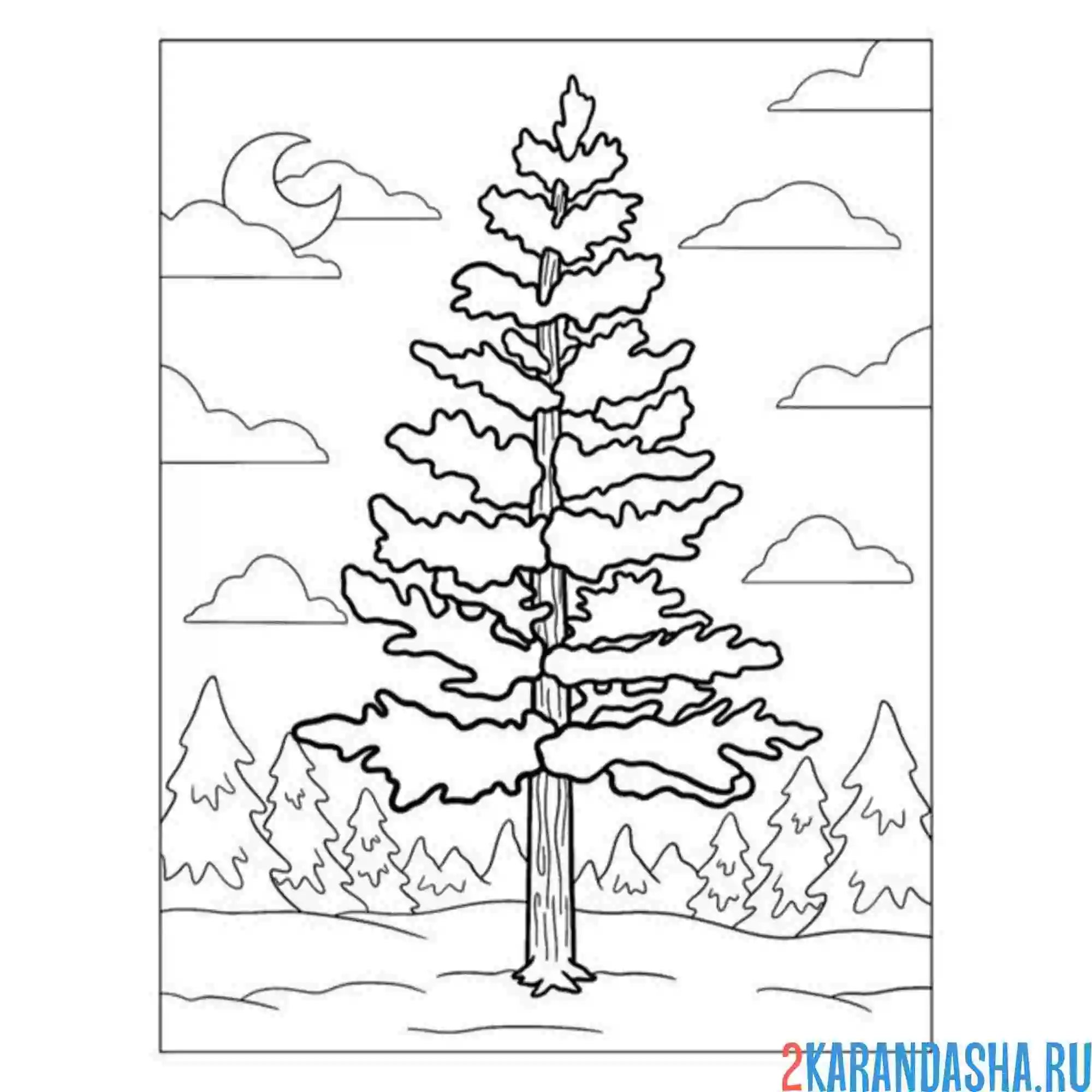 Раскраска сосна дерево