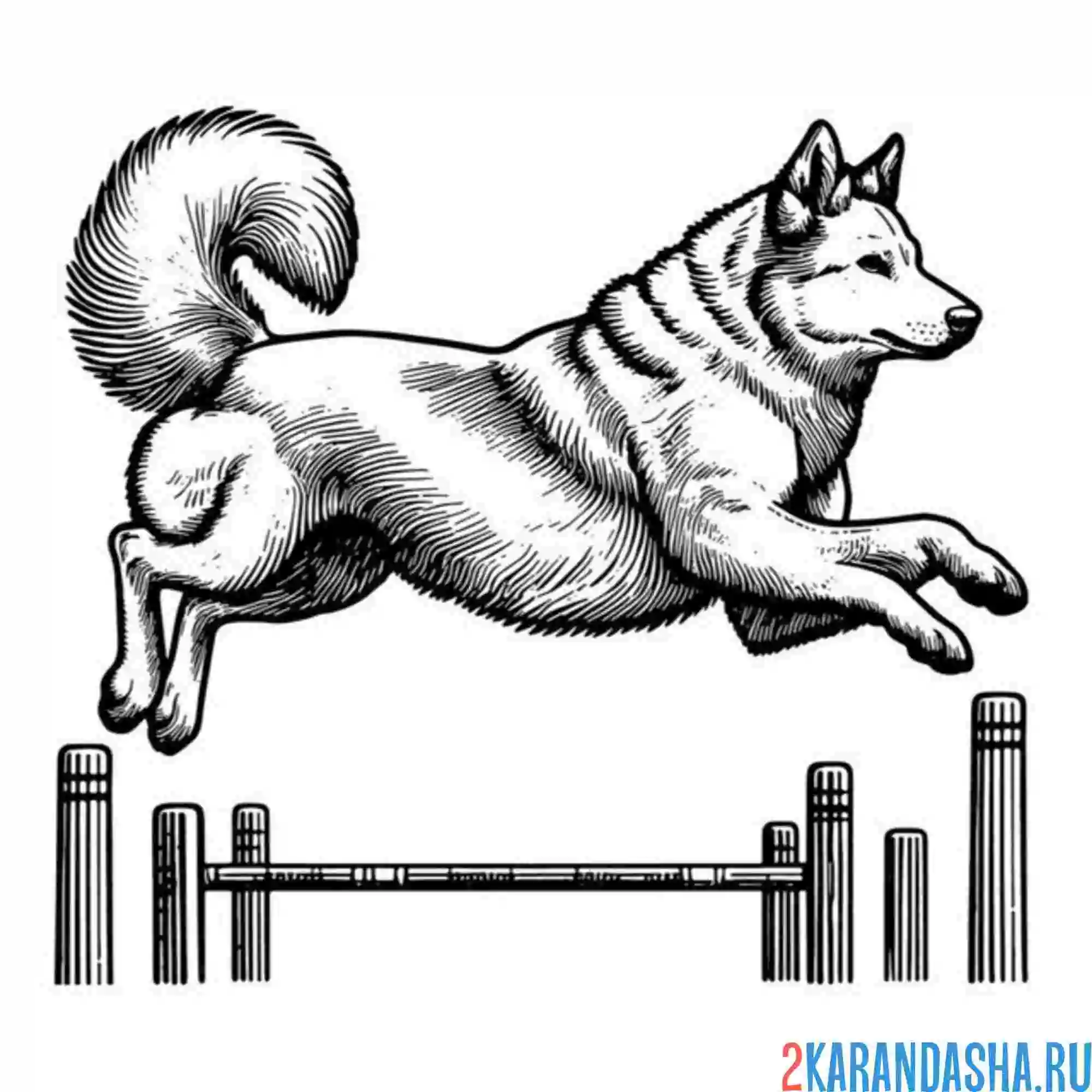 Раскраска хаски соревнования