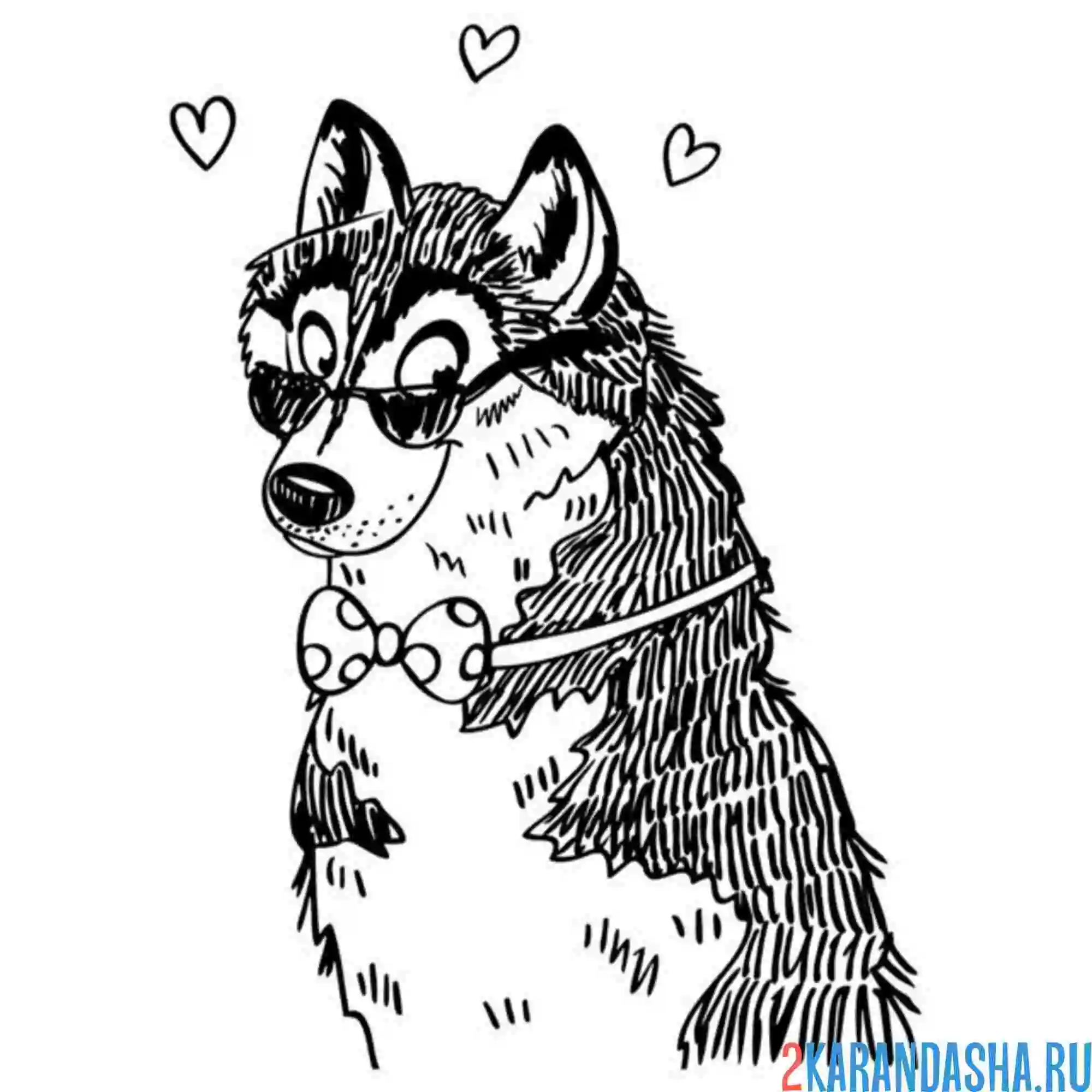 Раскраска хаски в очках