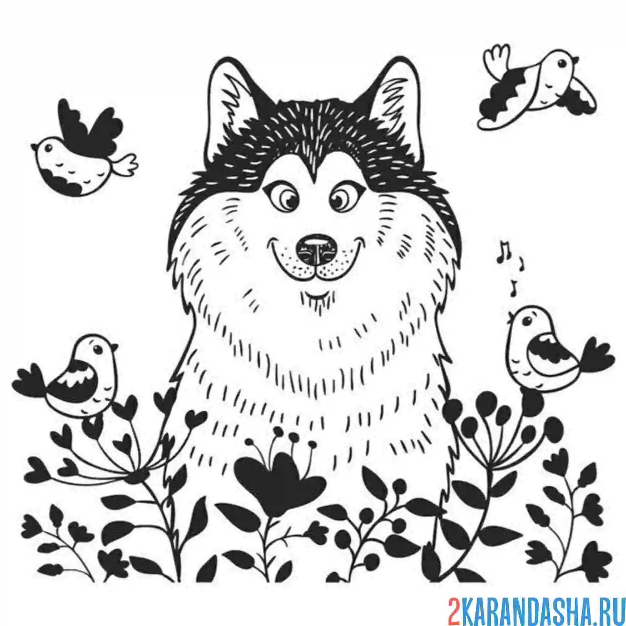 Раскраска хаски в цветах