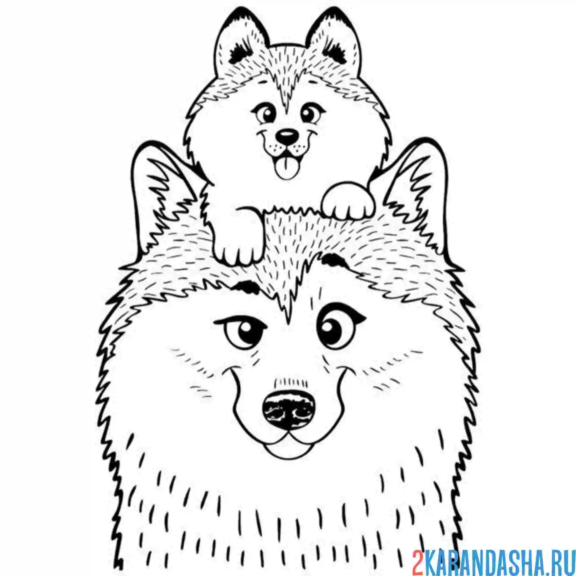 Раскраска хаски и щеночек