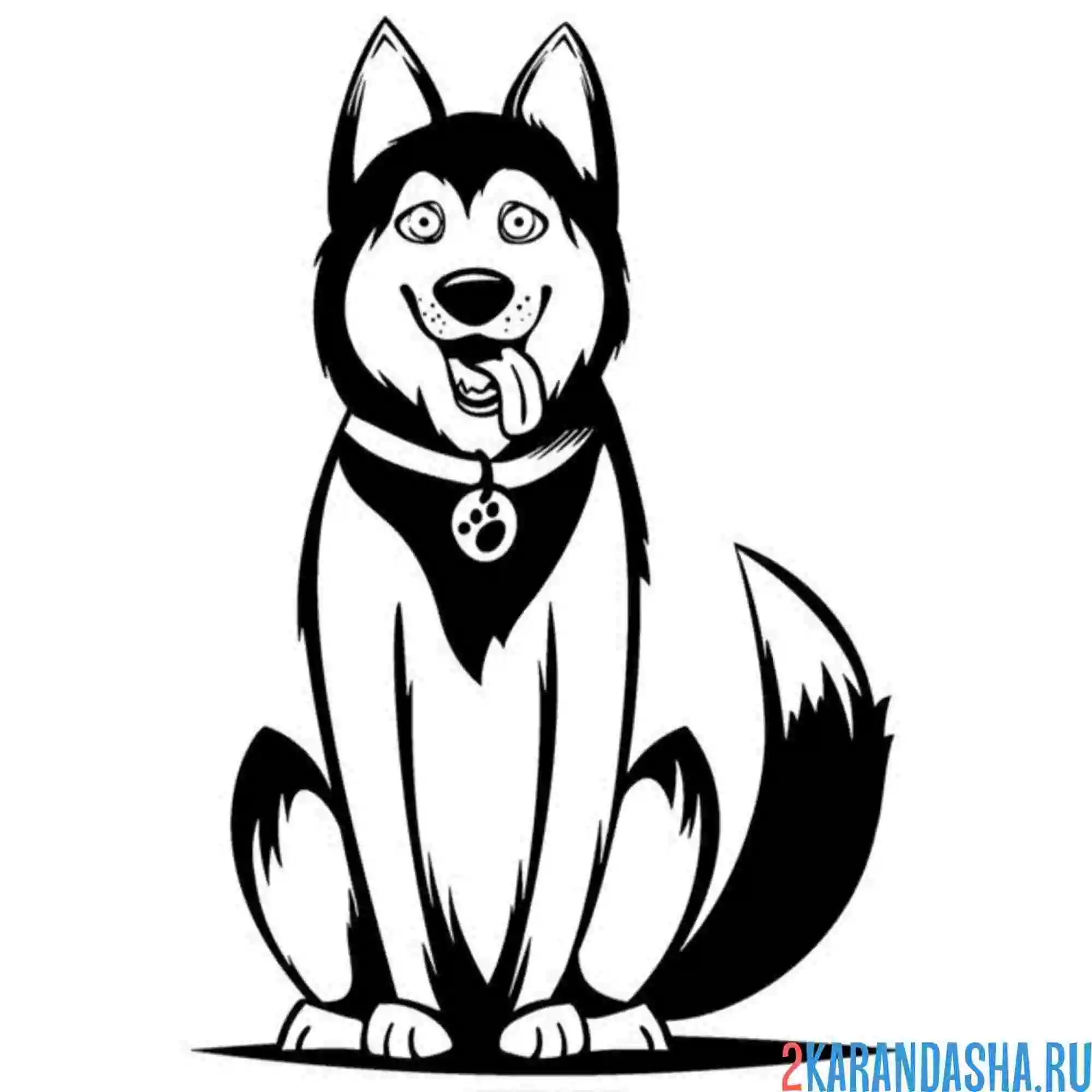 Раскраска хаски высунул язык
