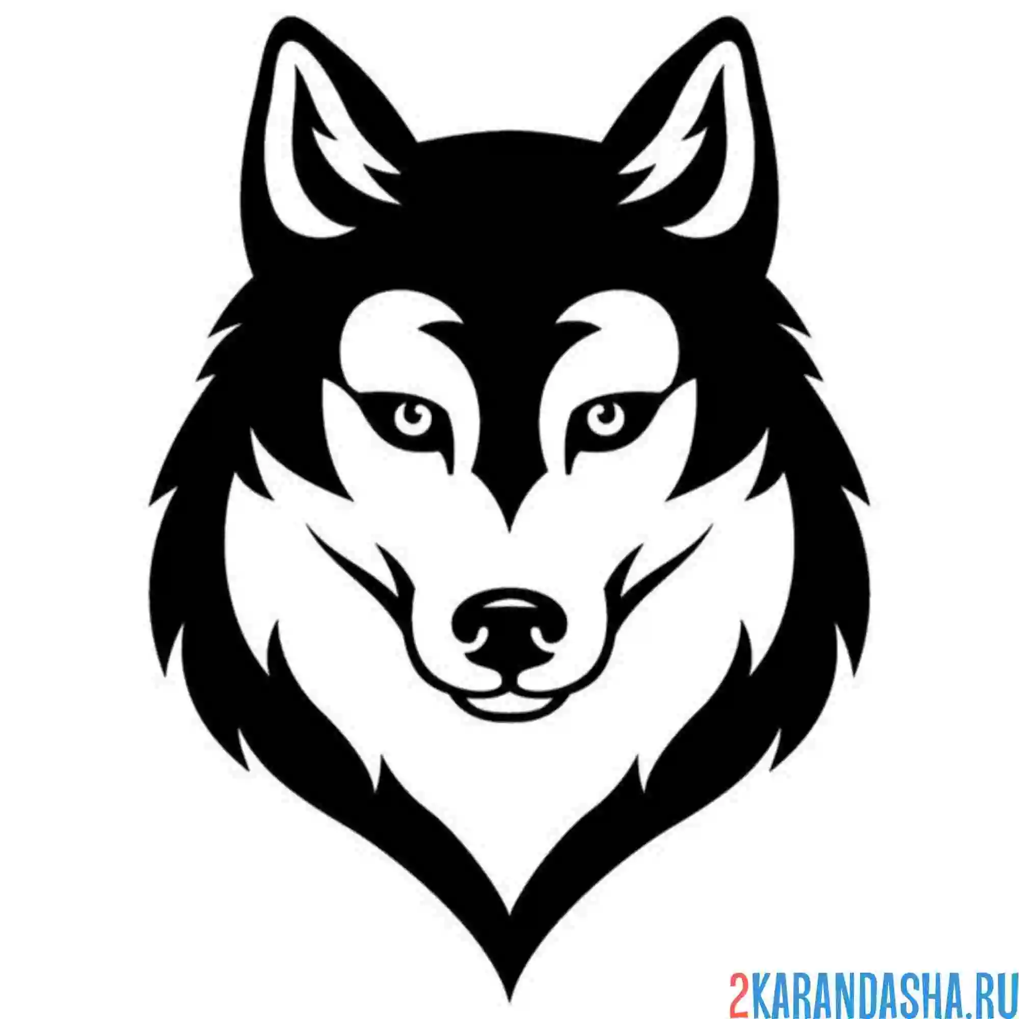 Раскраска хаски пушистая голова