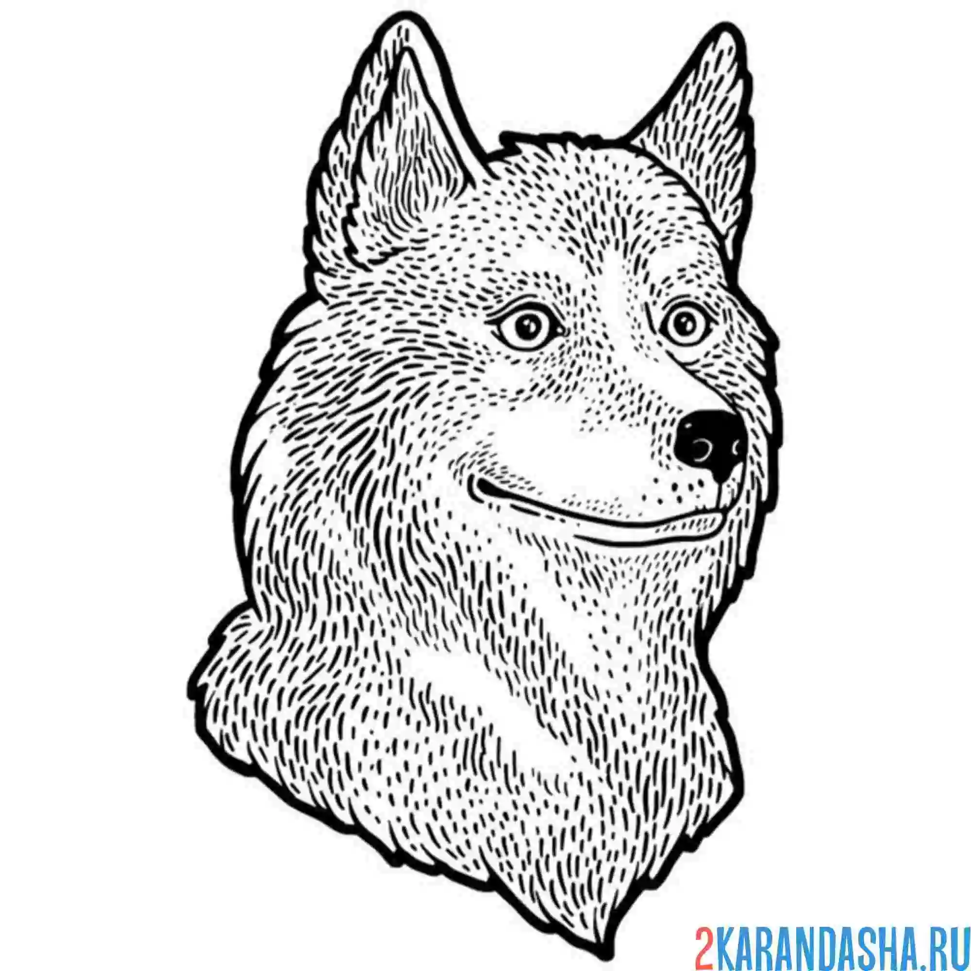 Раскраска хаски настоящая собака