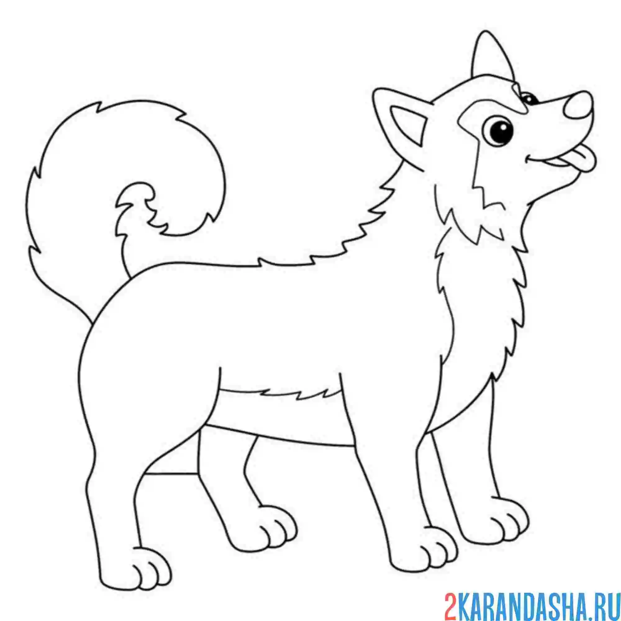 Раскраска хаски малыш