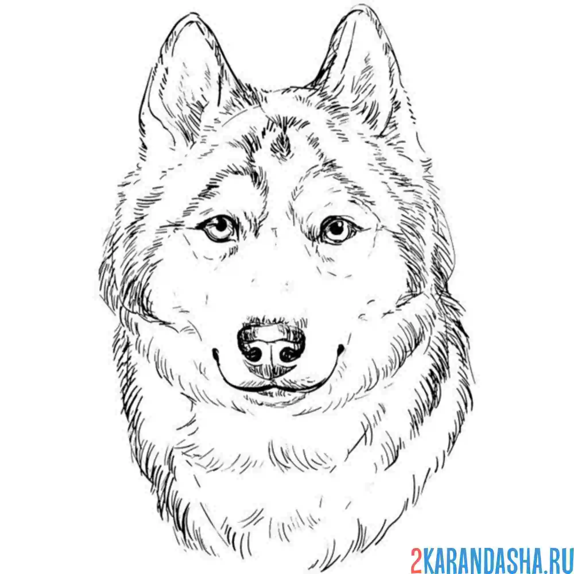 Раскраска хаски фото