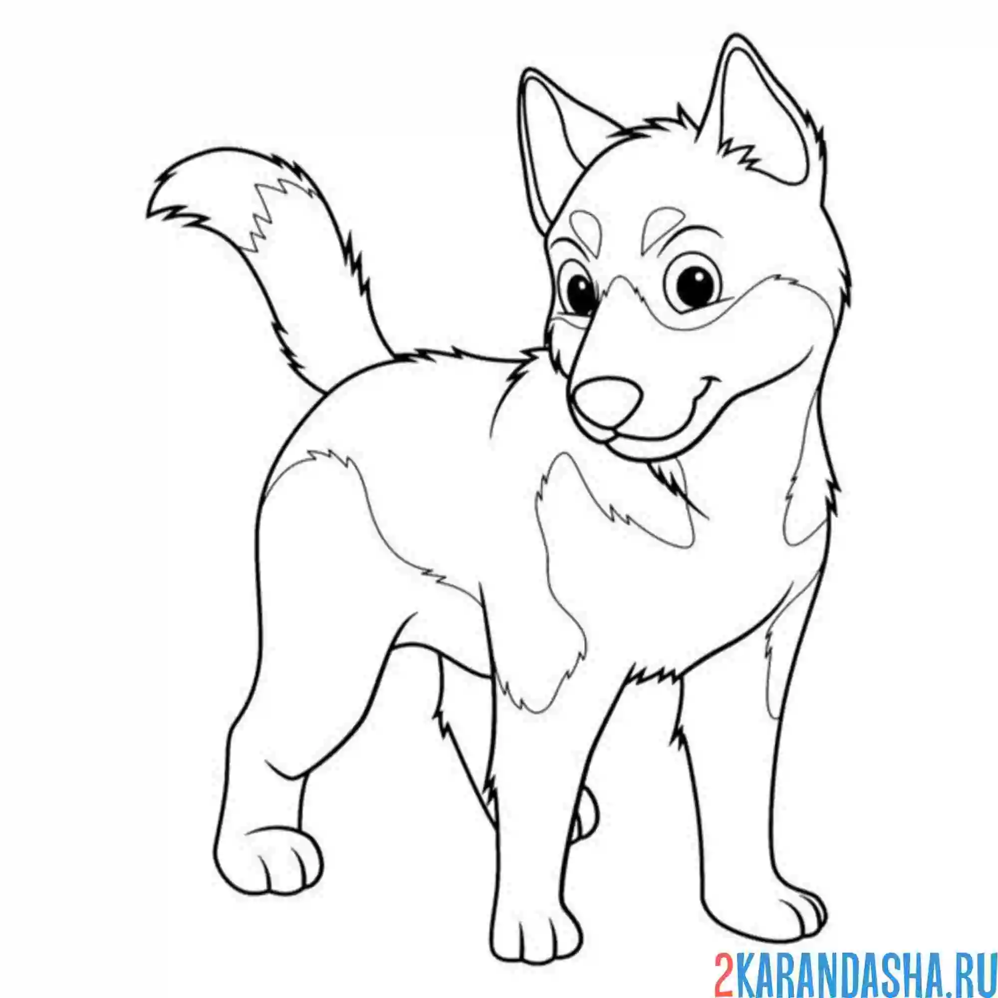 Раскраска щеночек милый хаски