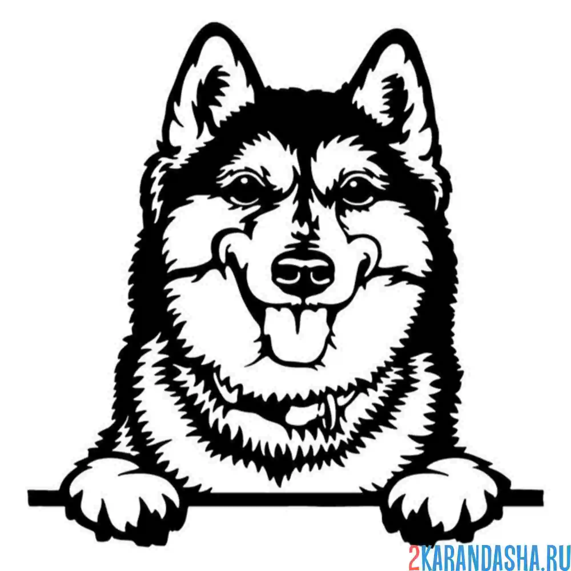 Раскраска собака-улыбака хаски