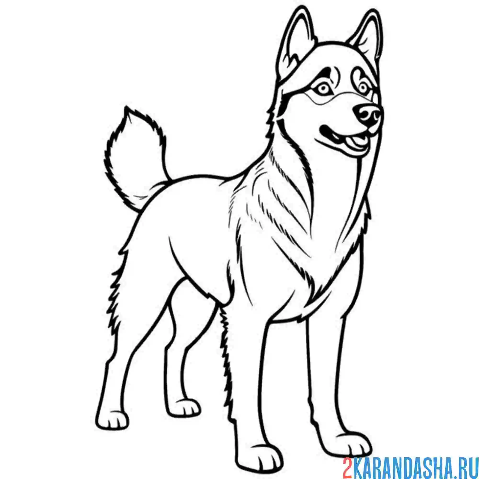 Раскраска взрослая собаки хаски