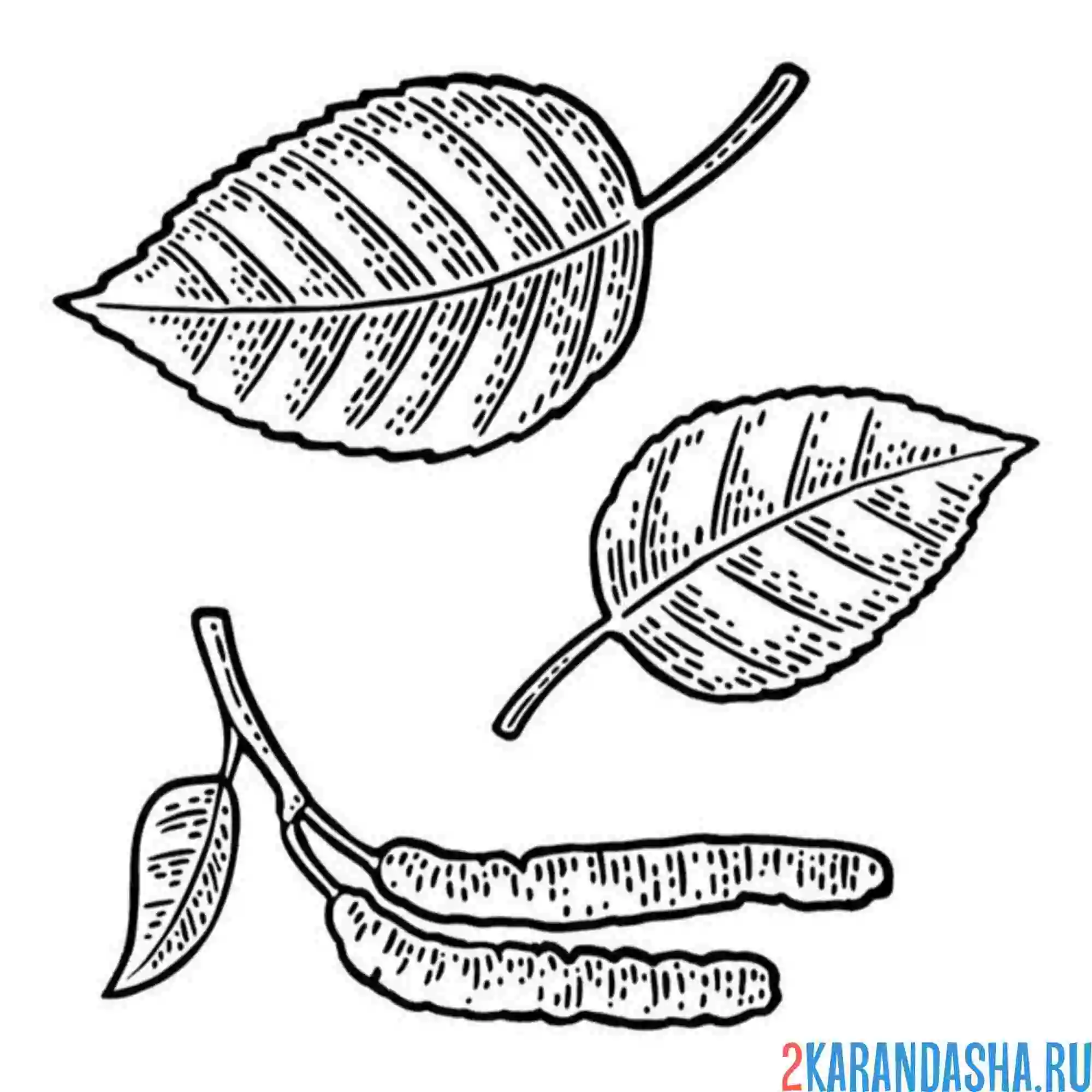 Раскраска береза сережки и листья