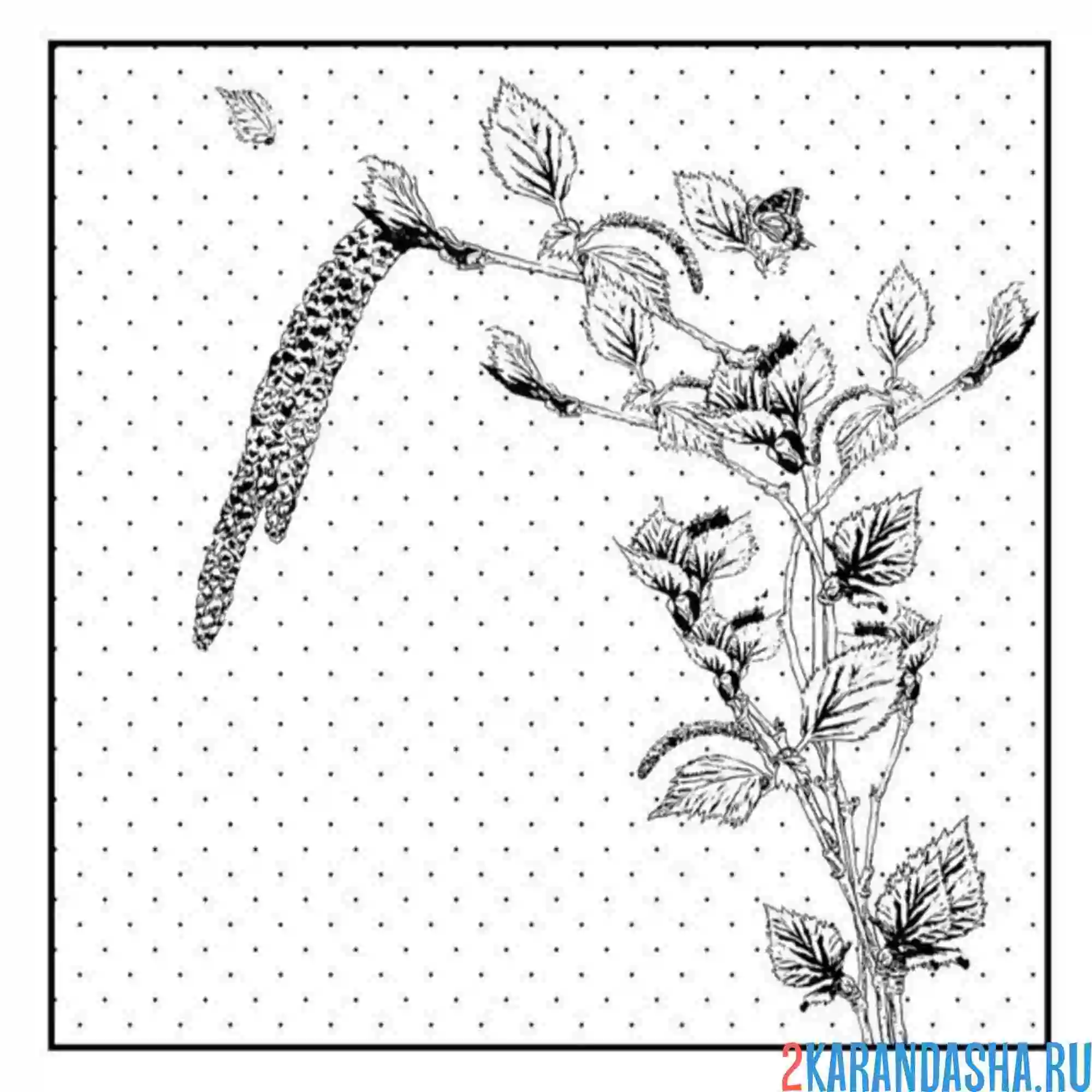 Раскраска веточка березы