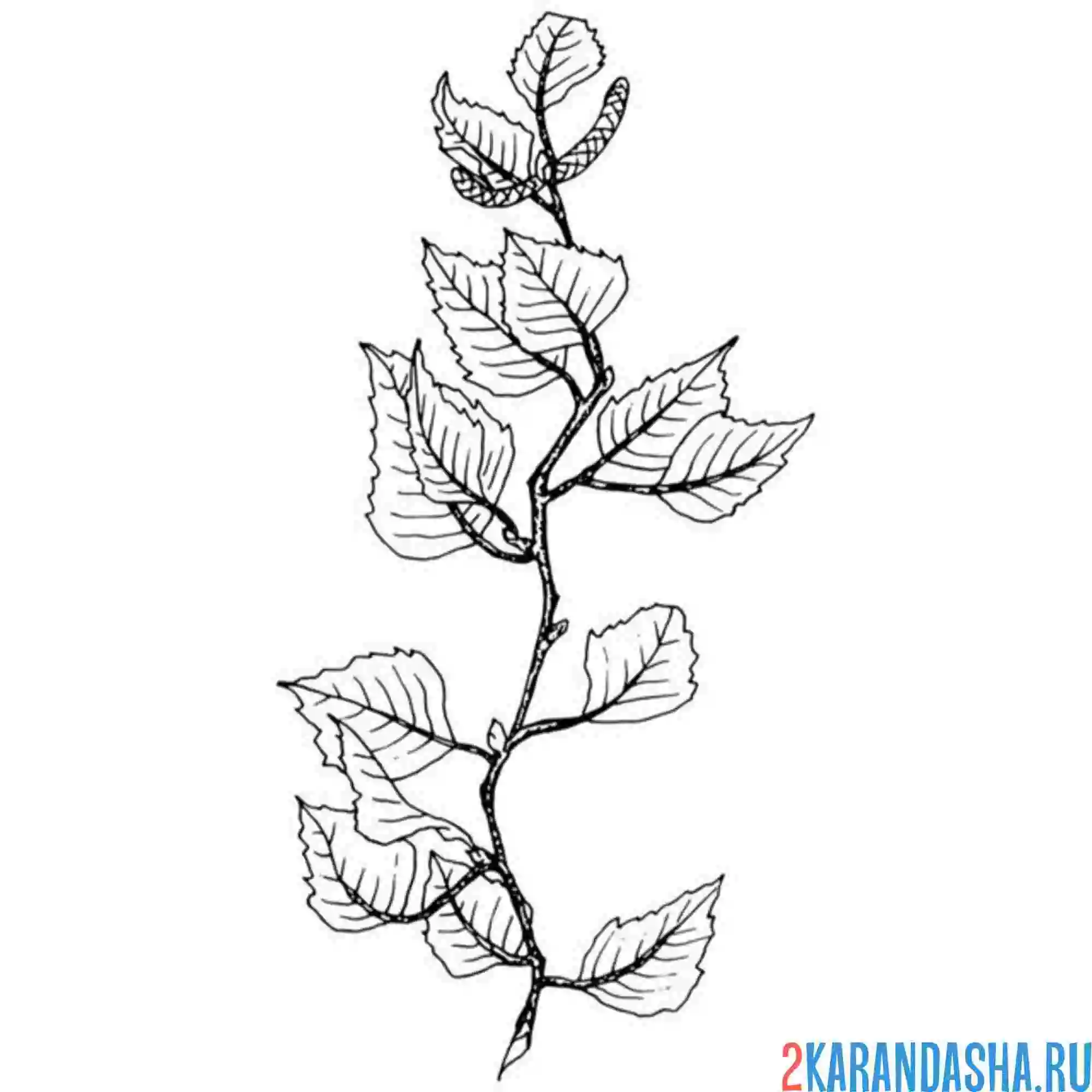 Раскраска березовая веточка