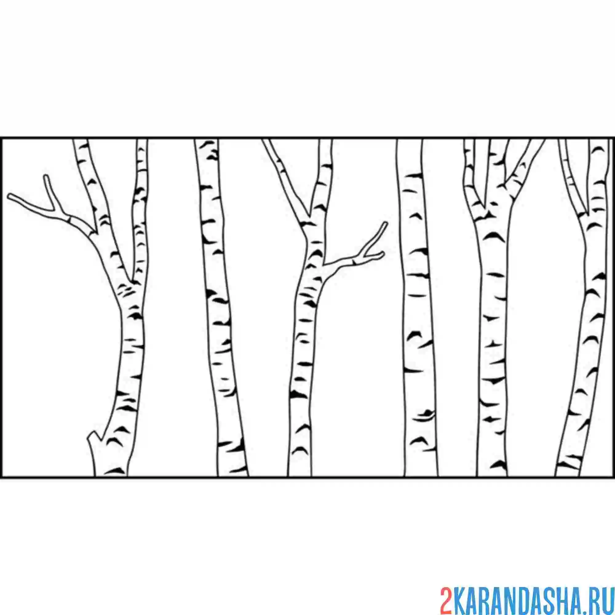 Раскраска березы стволы