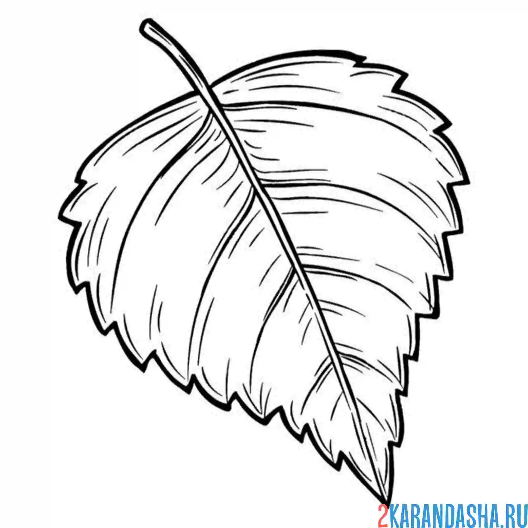 Раскраска березовый листок