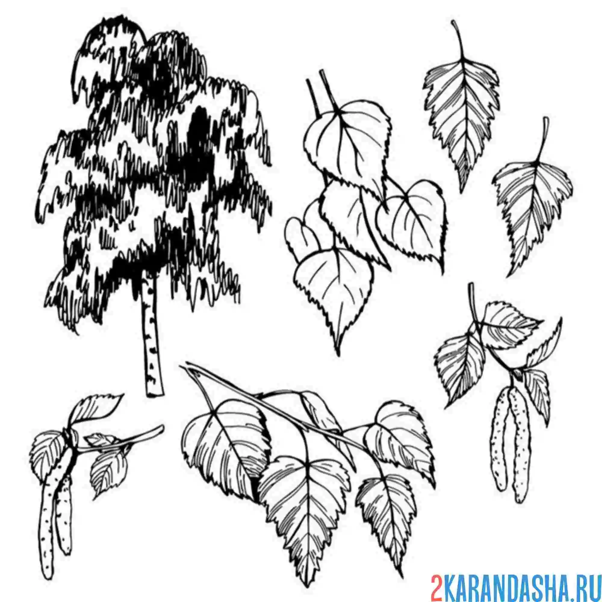 Раскраска береза и листья