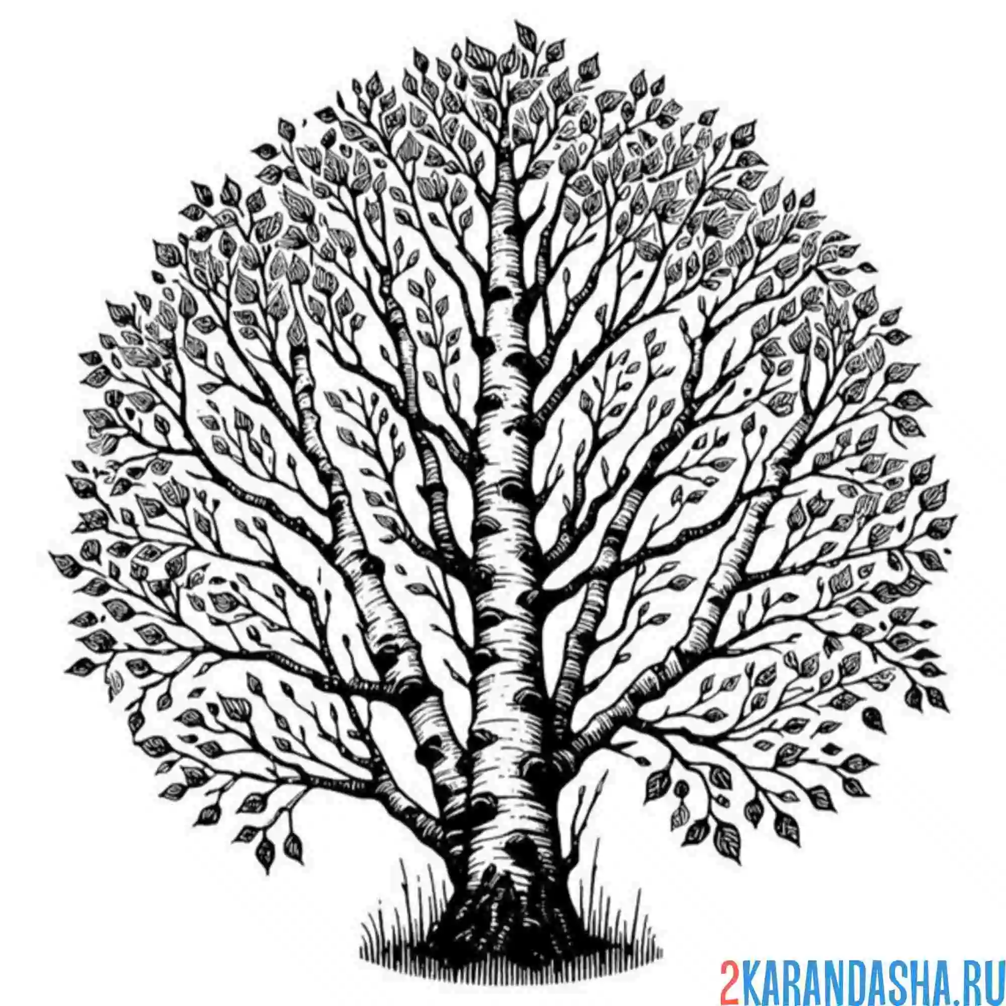 Раскраска береза с листьями